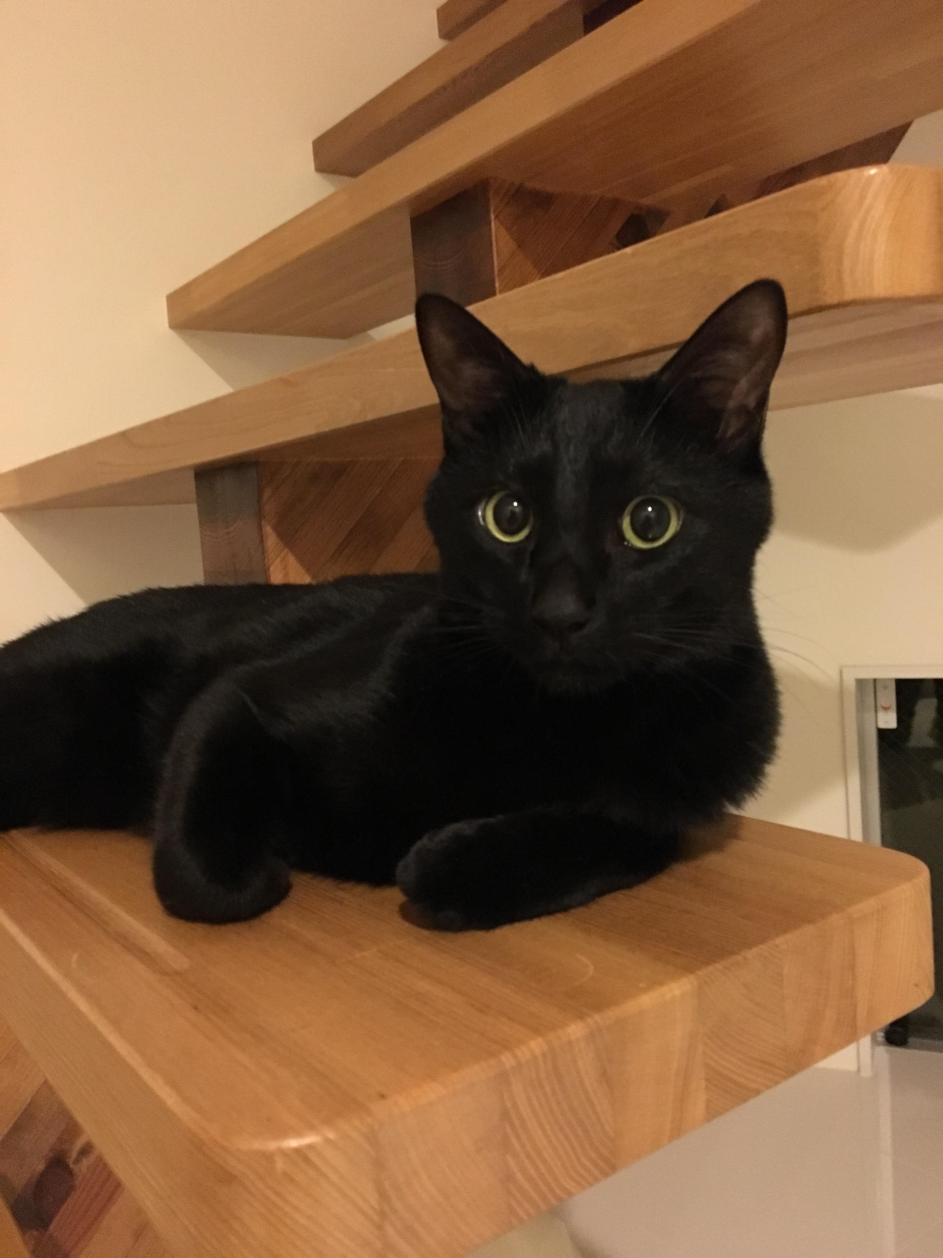 わんにゃんサイトの猫の写真