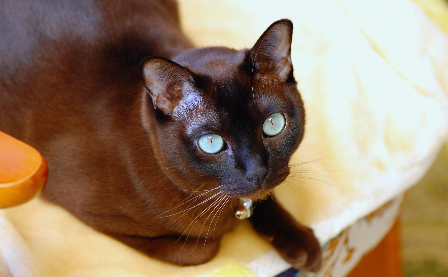 わんにゃんサイトの猫の写真