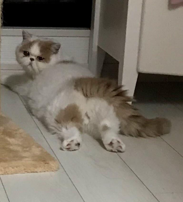 わんにゃんサイトの猫の写真