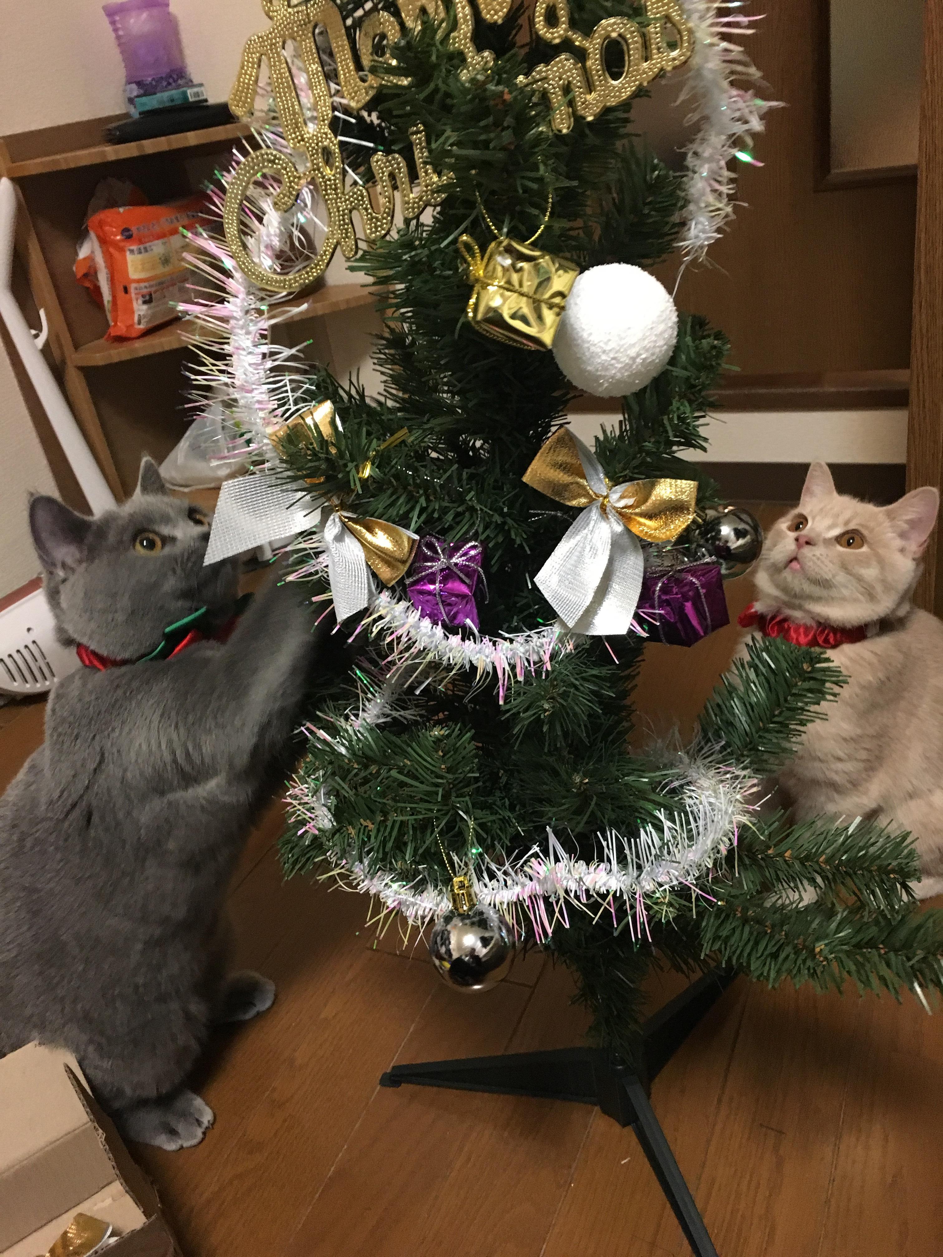 わんにゃんサイトの猫の写真