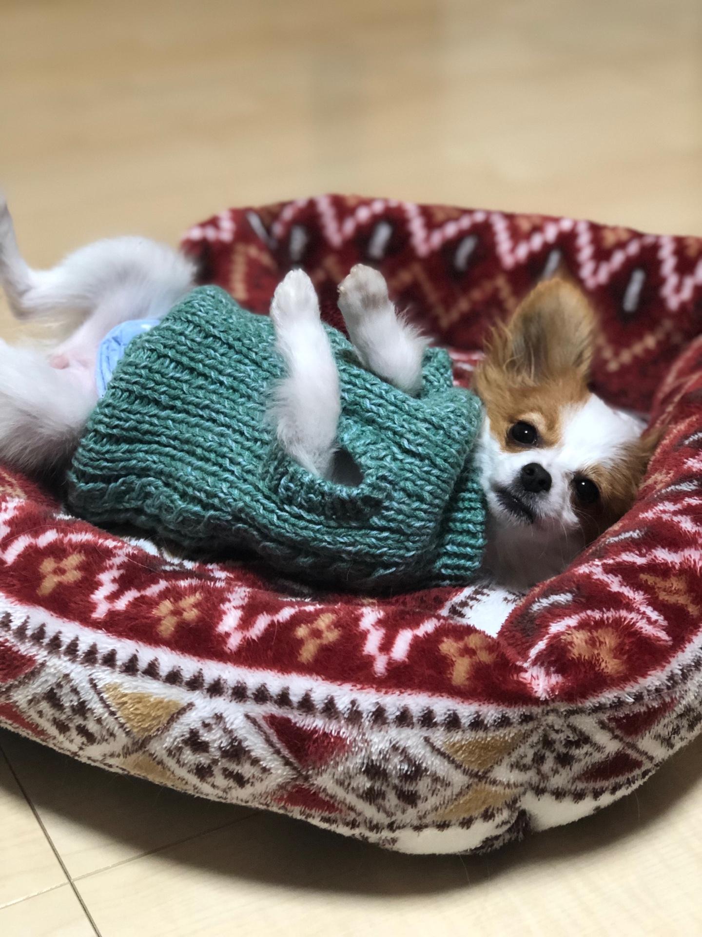 わんにゃんサイトの犬の写真