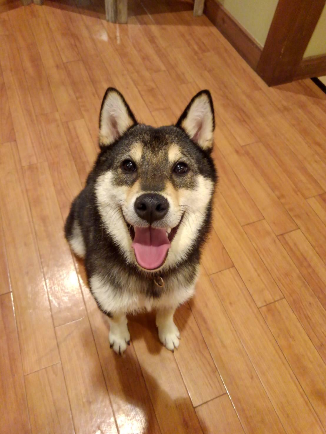 わんにゃんサイトの犬の写真