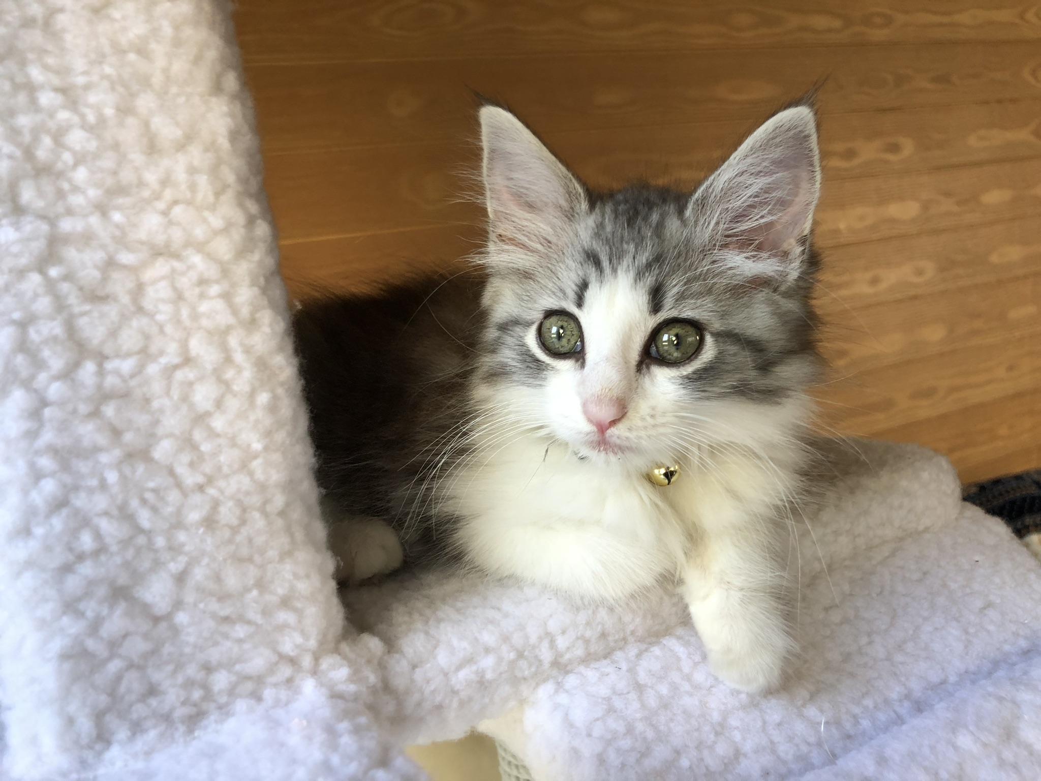 わんにゃんサイトの猫の写真