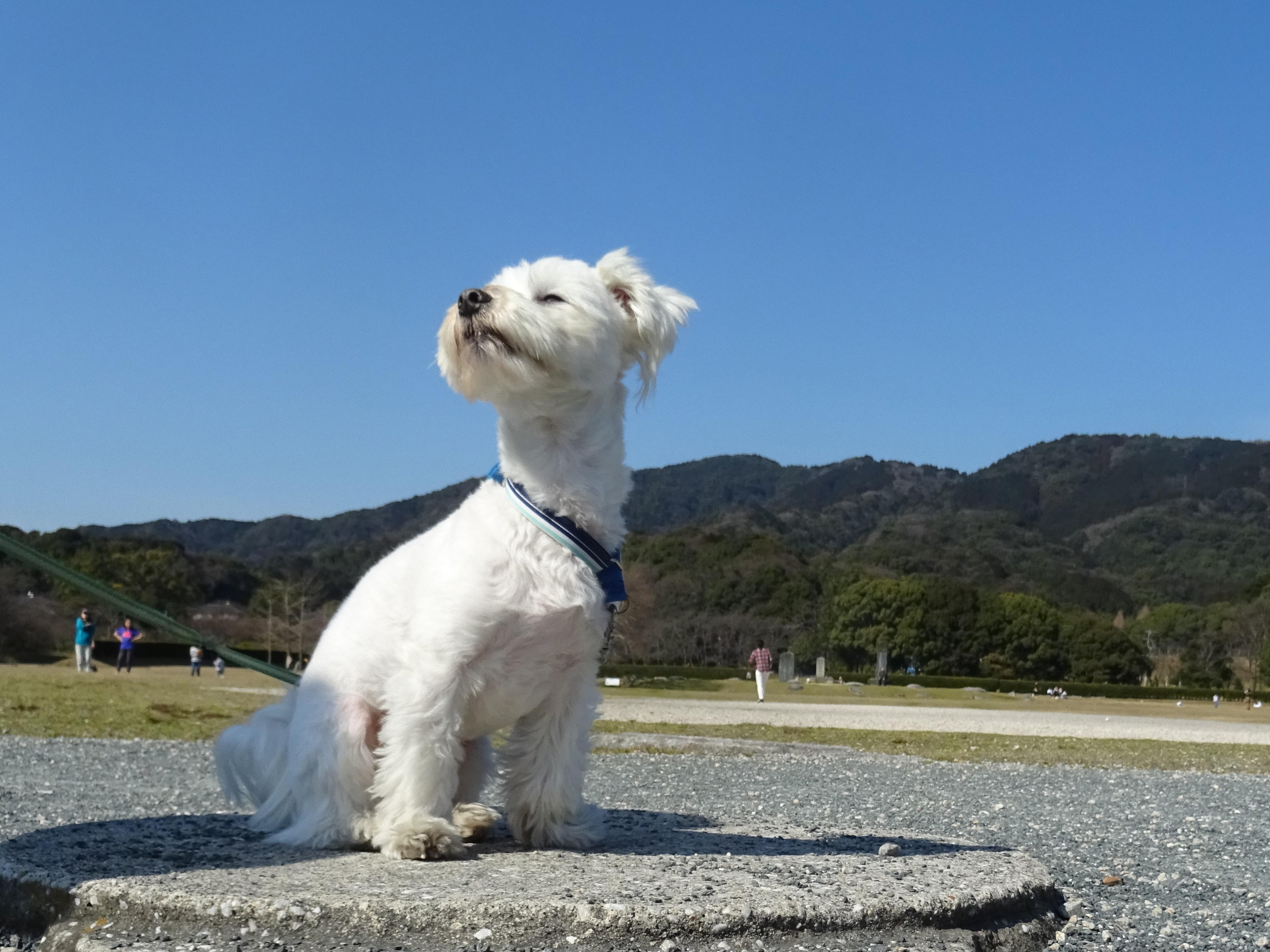 わんにゃんサイトの犬の写真