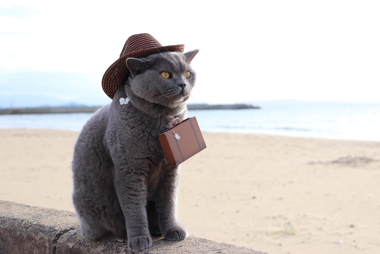 わんにゃんサイトの猫の写真