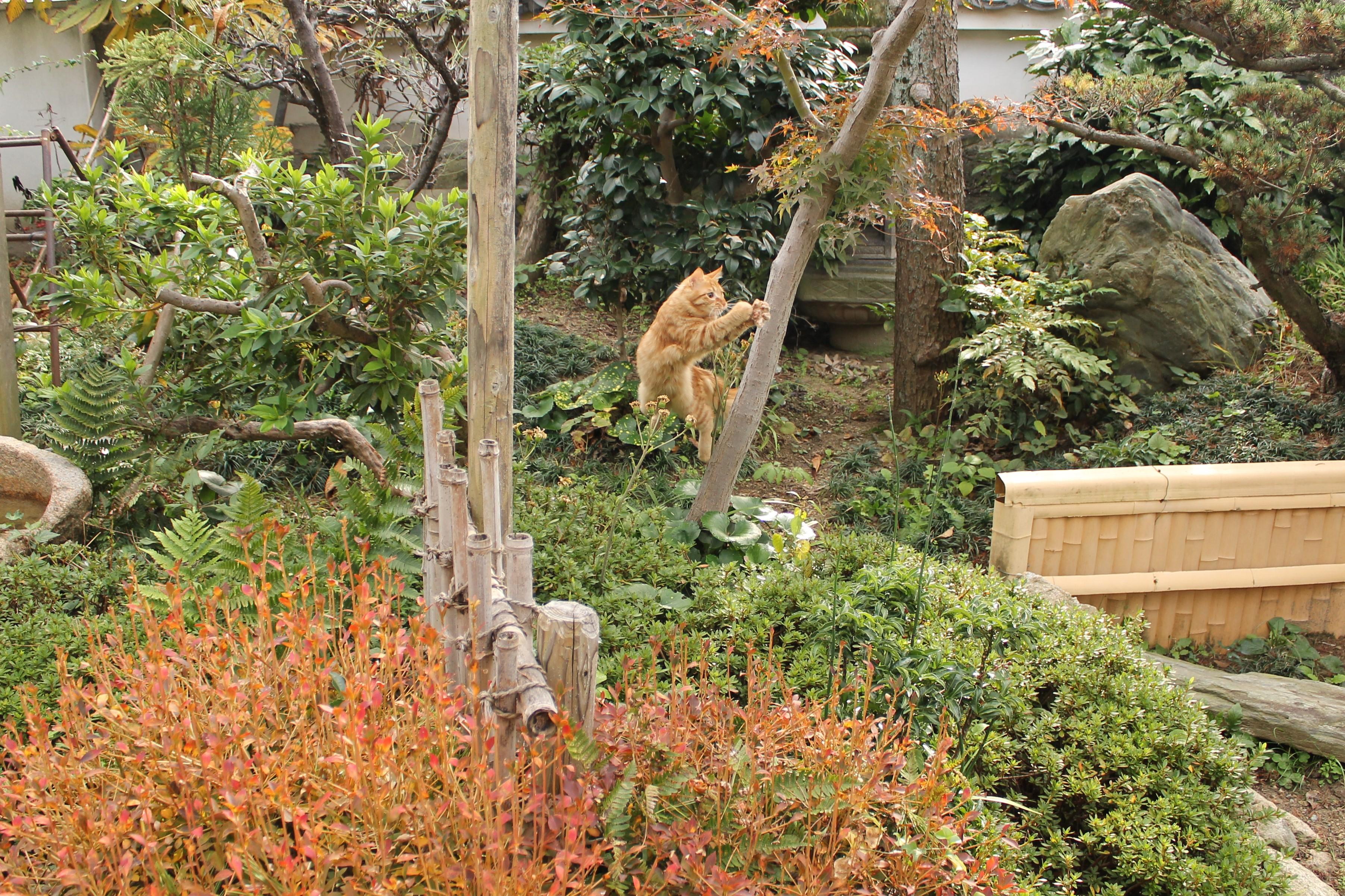 わんにゃんサイトの猫の写真
