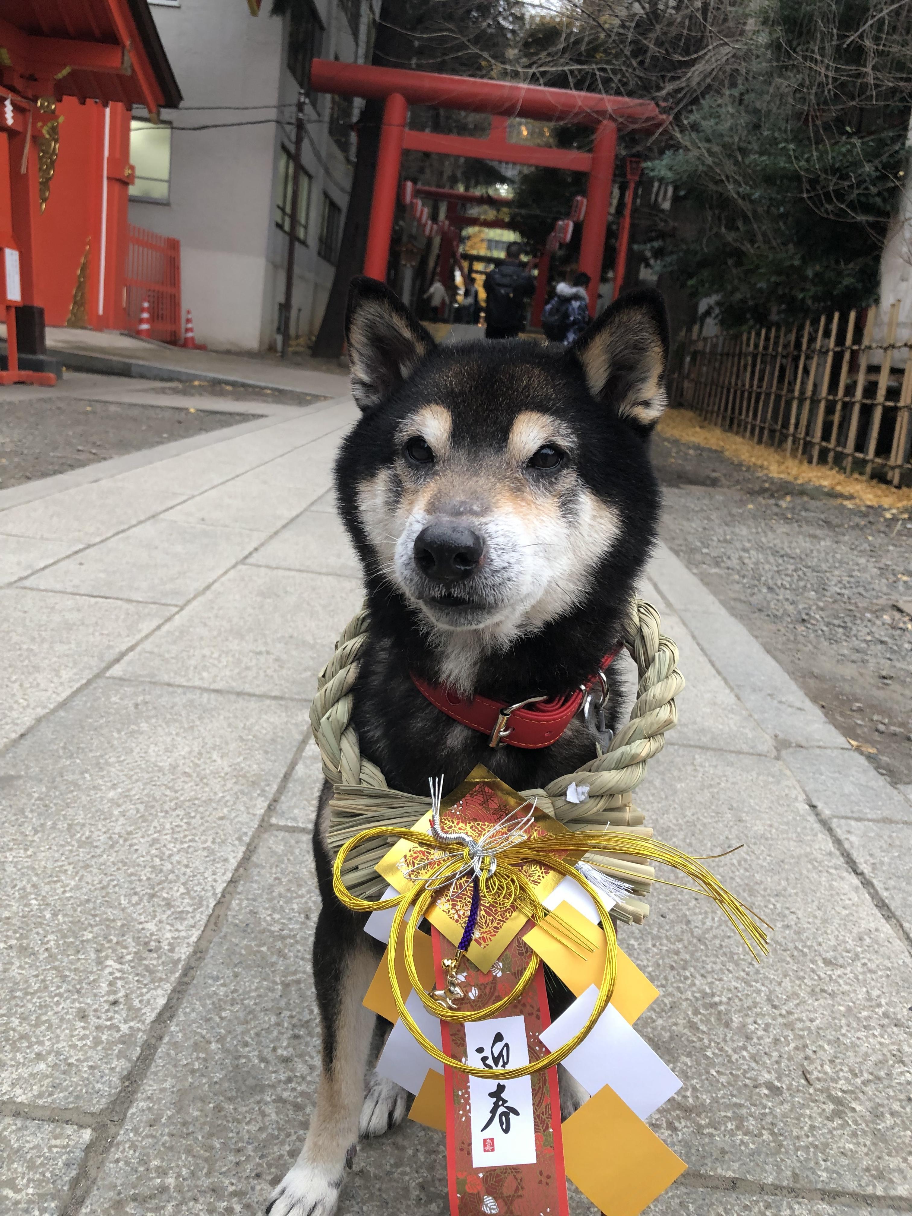 わんにゃんサイトの犬の写真