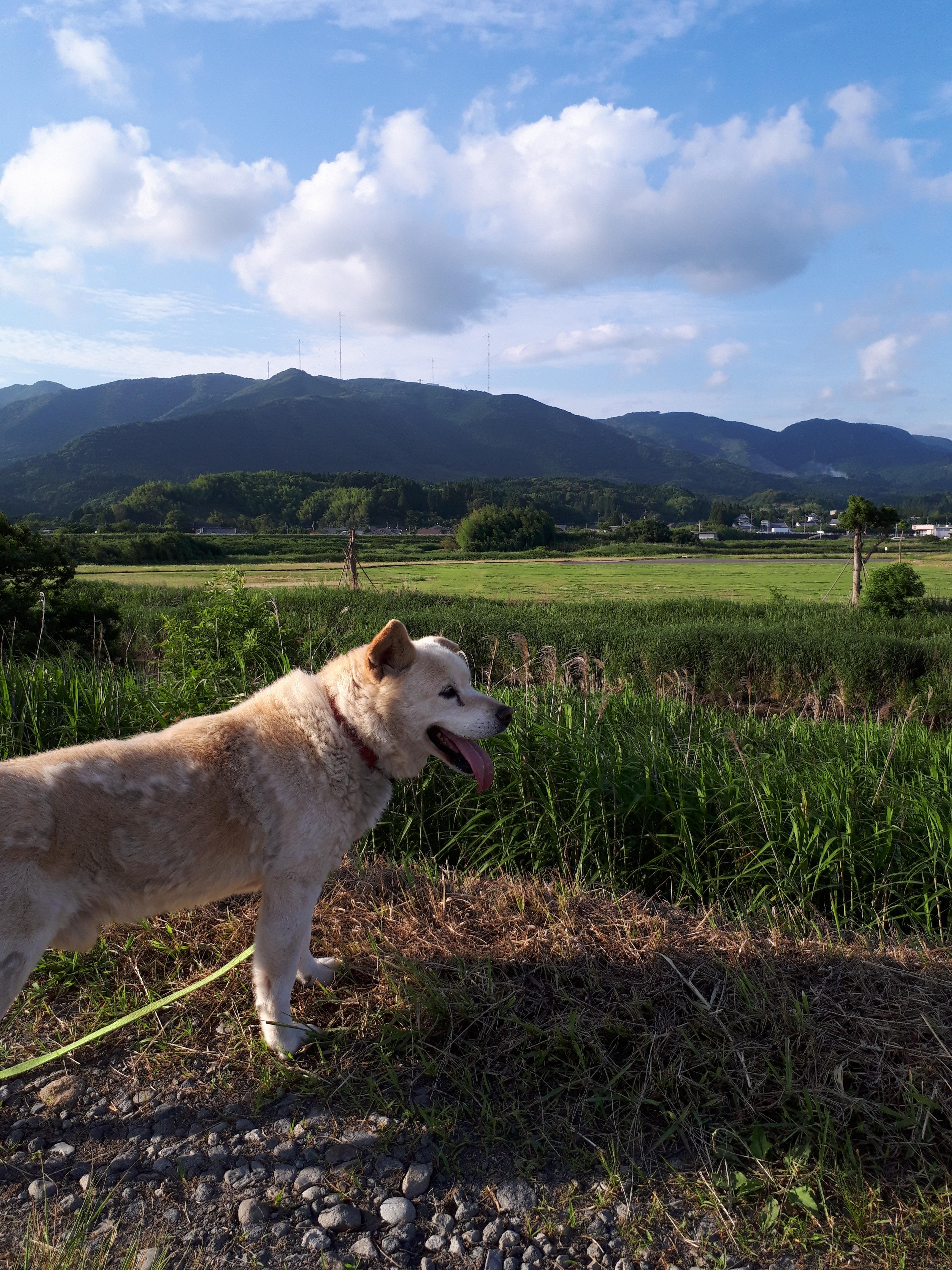 わんにゃんサイトの犬の写真