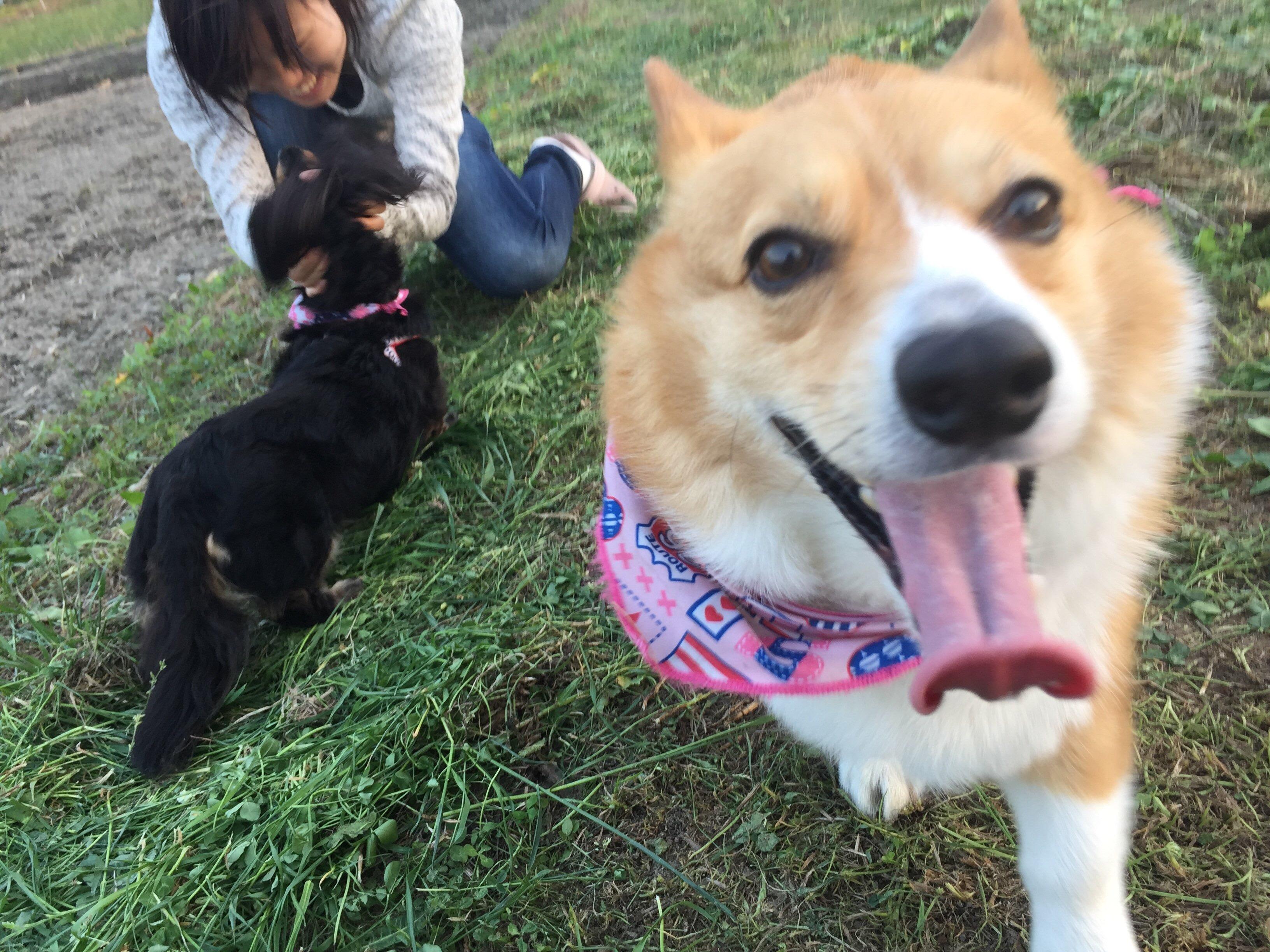 わんにゃんサイトの犬の写真