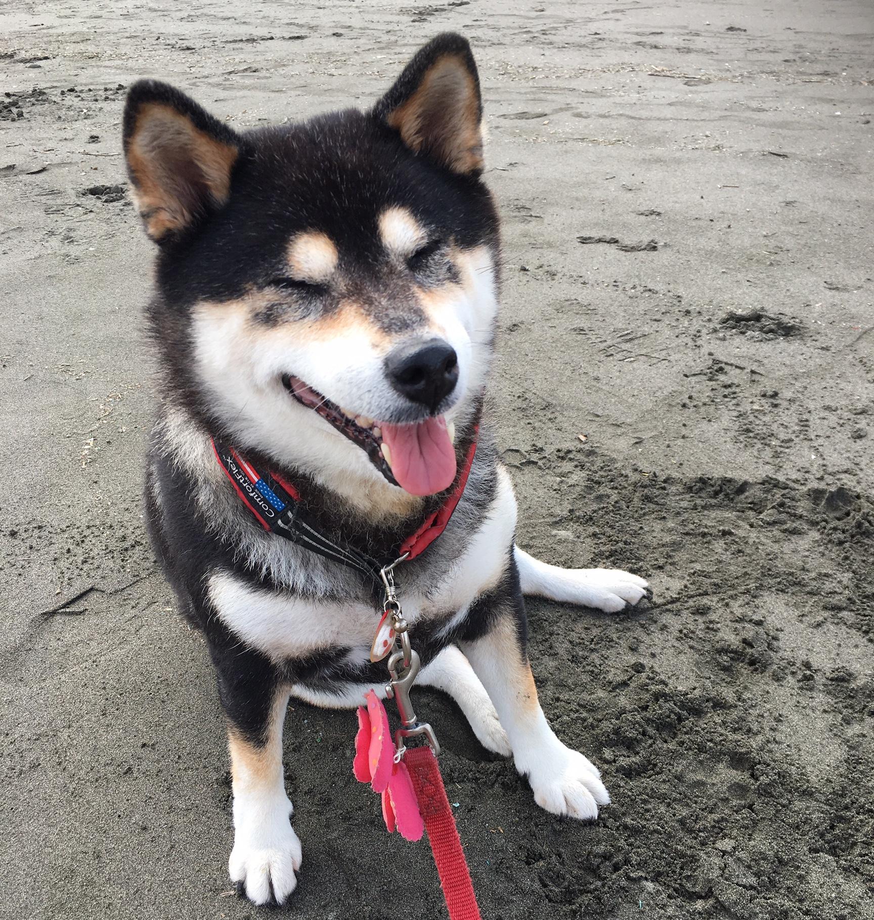 わんにゃんサイトの犬の写真