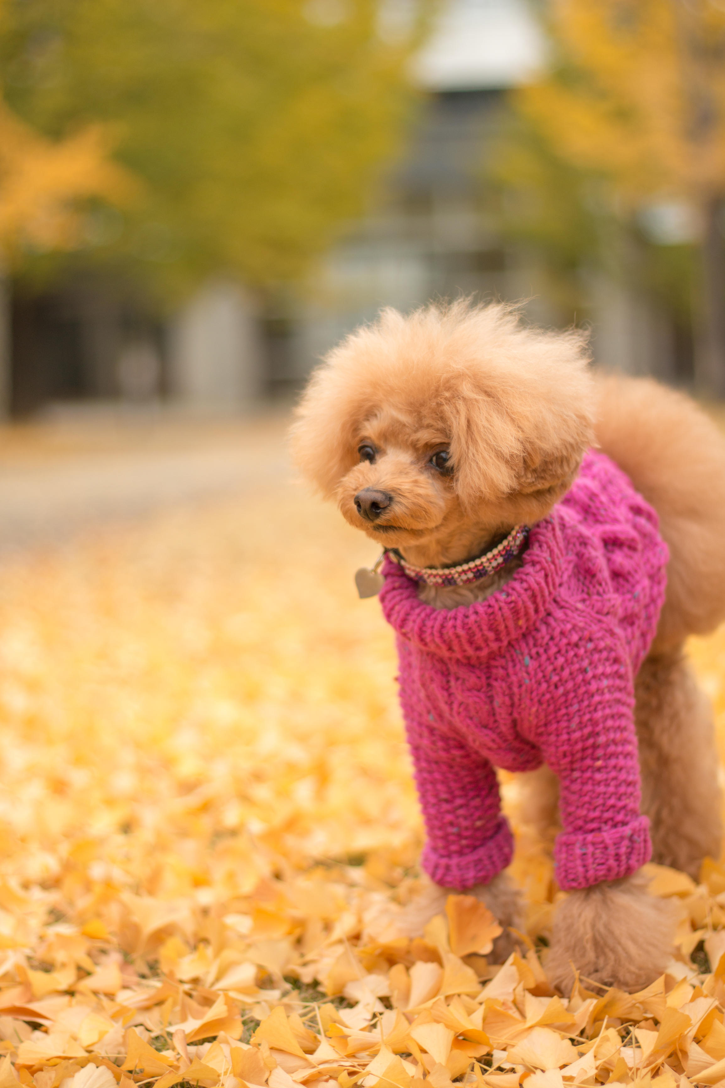 わんにゃんサイトの犬の写真