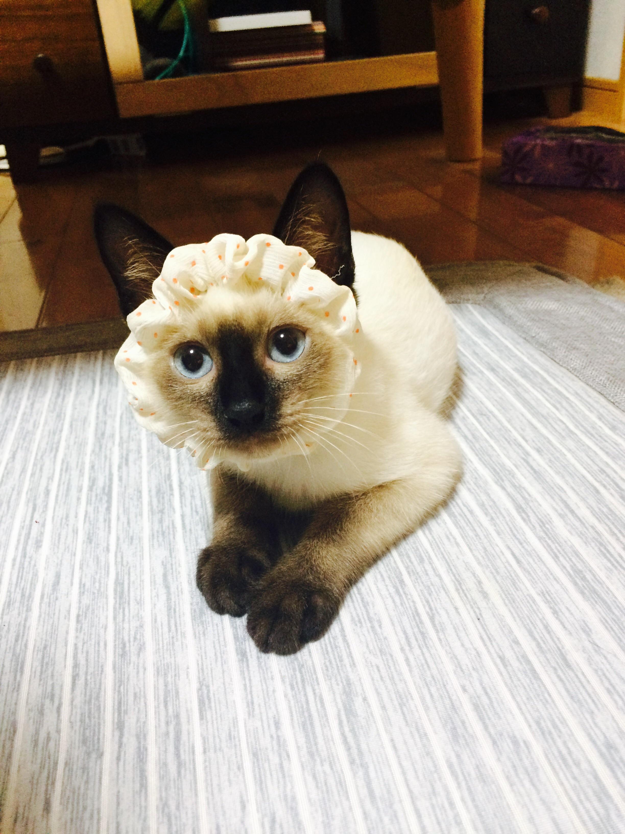 わんにゃんサイトの猫の写真