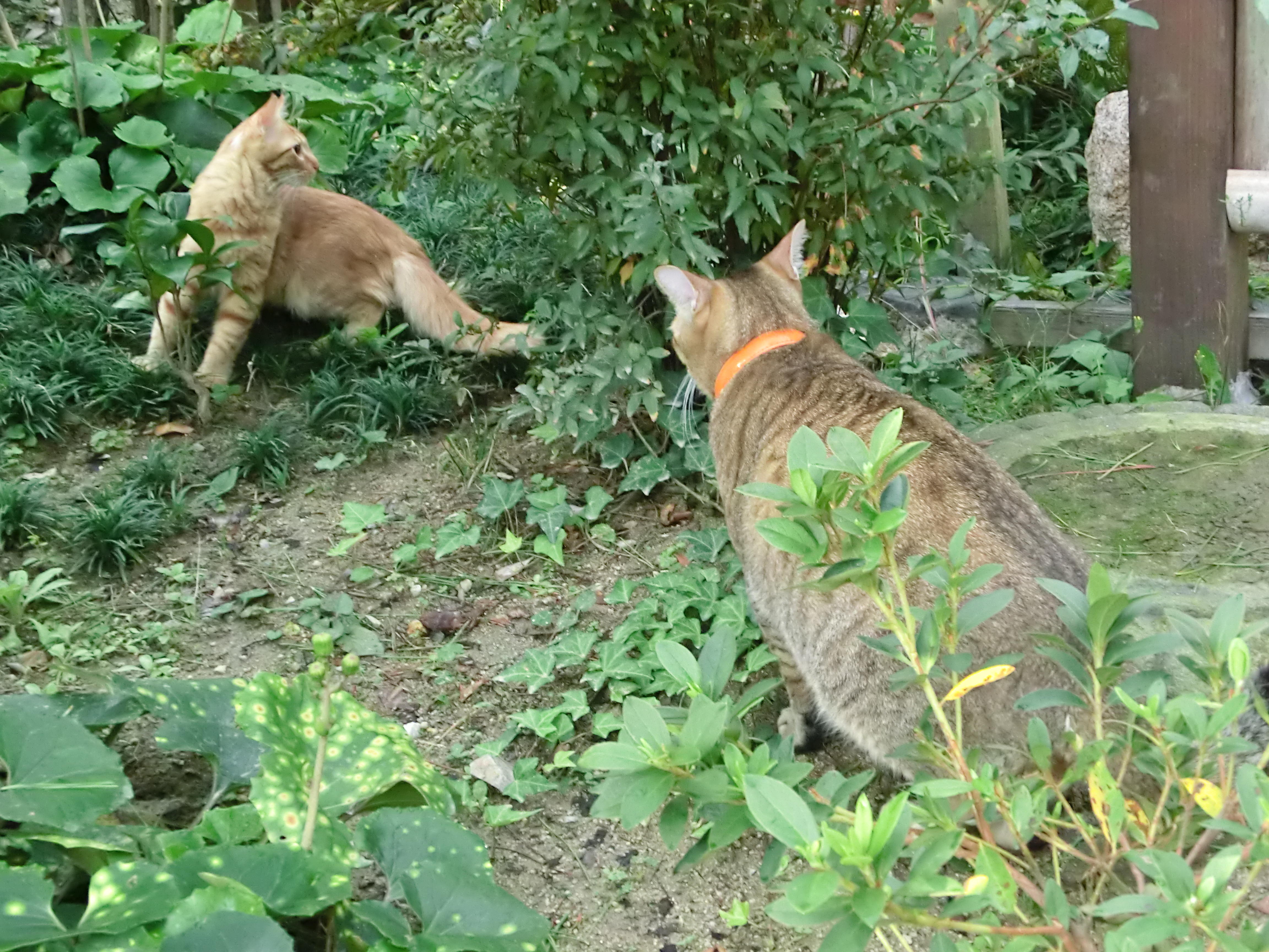 わんにゃんサイトの猫の写真