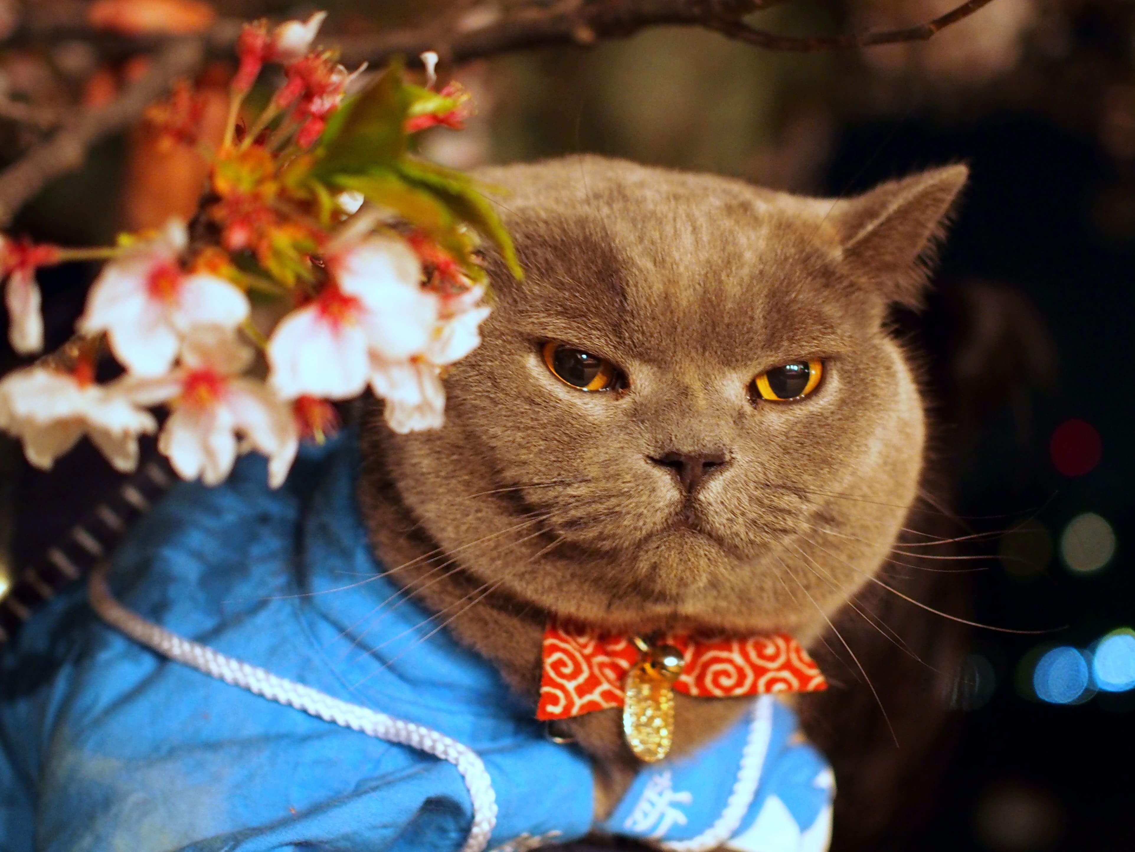 わんにゃんサイトの猫の写真