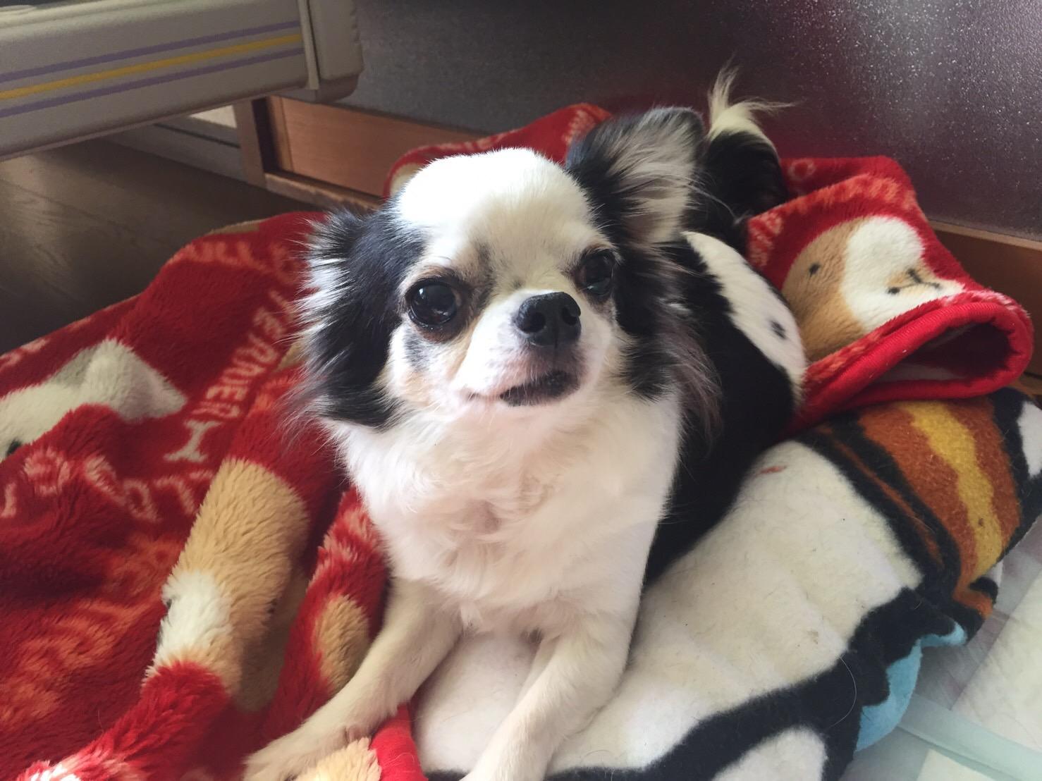 わんにゃんサイトの犬の写真