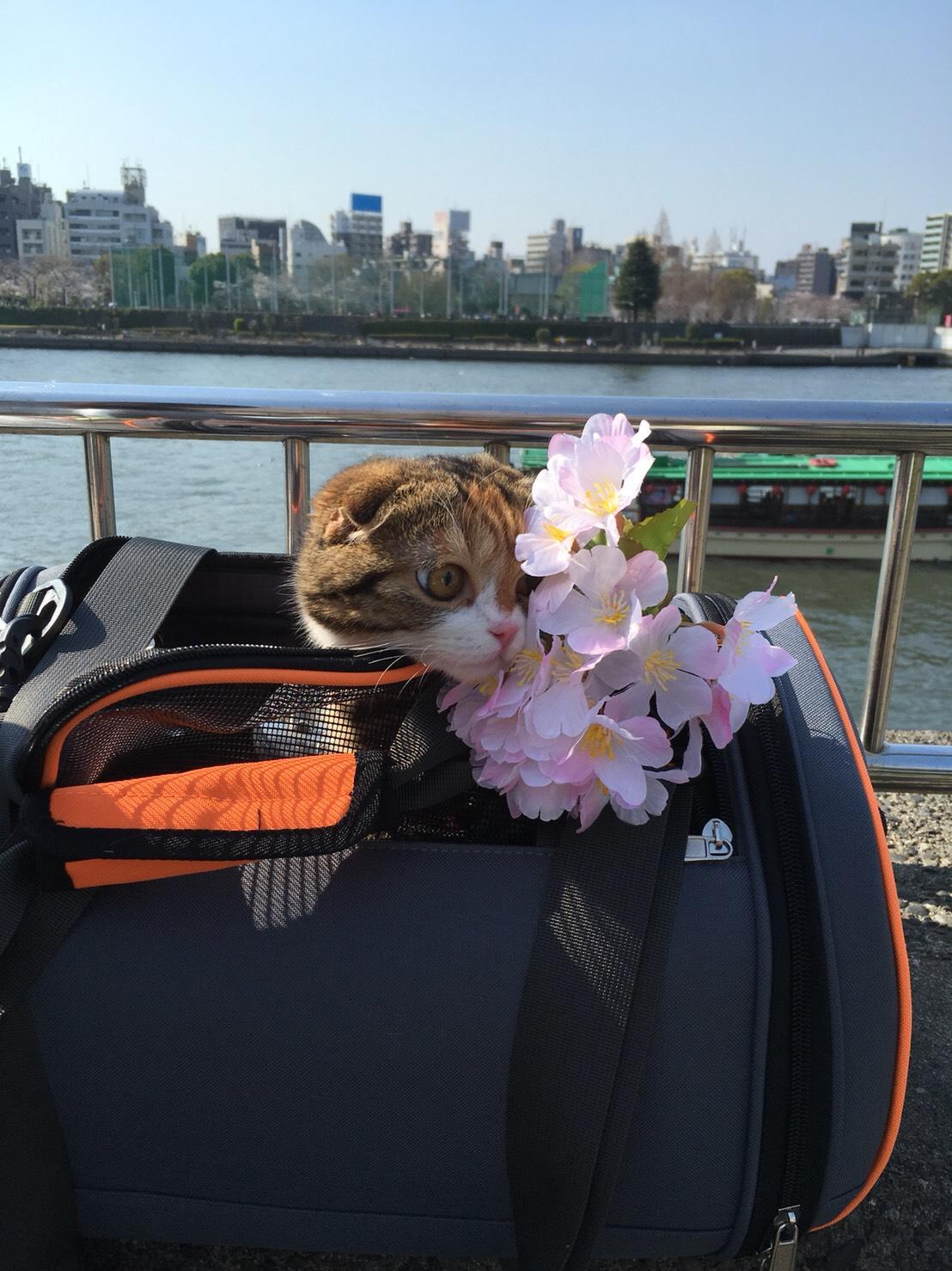 わんにゃんサイトの猫の写真