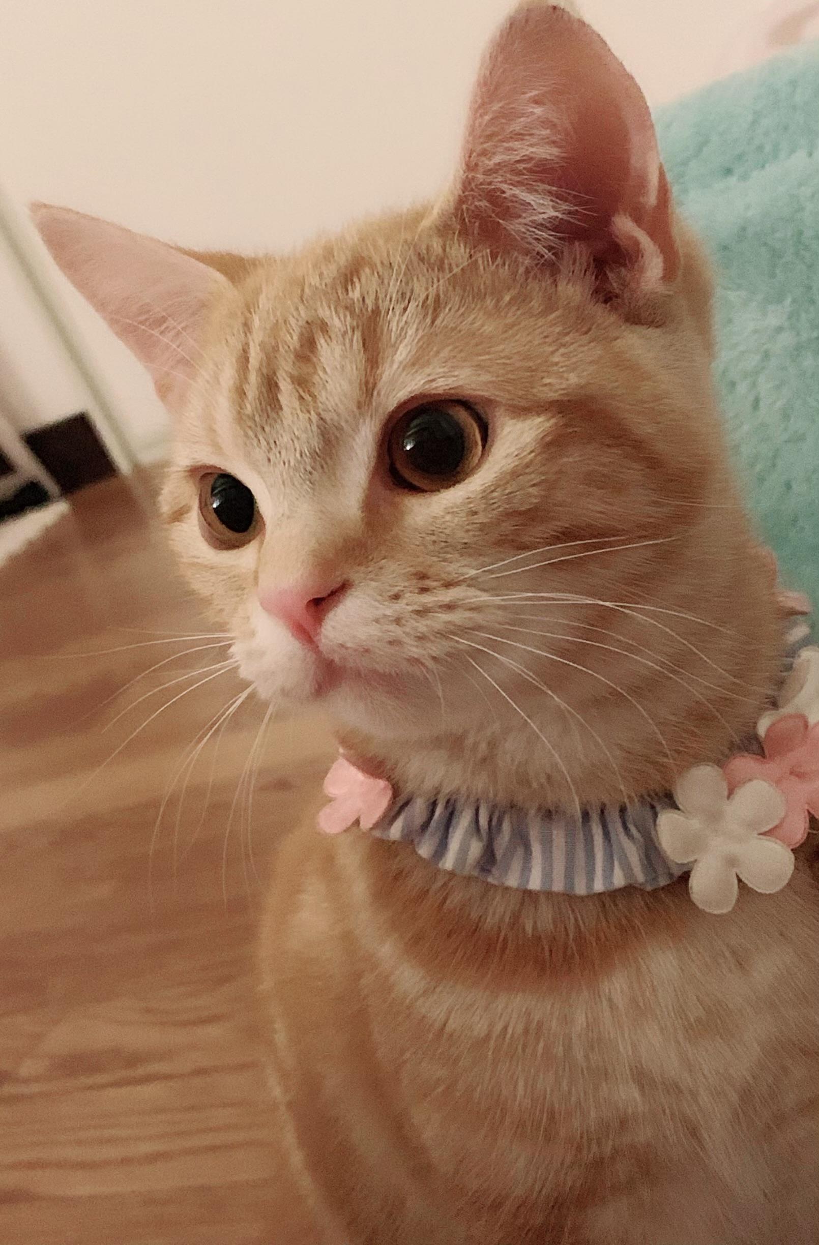 わんにゃんサイトの猫の写真