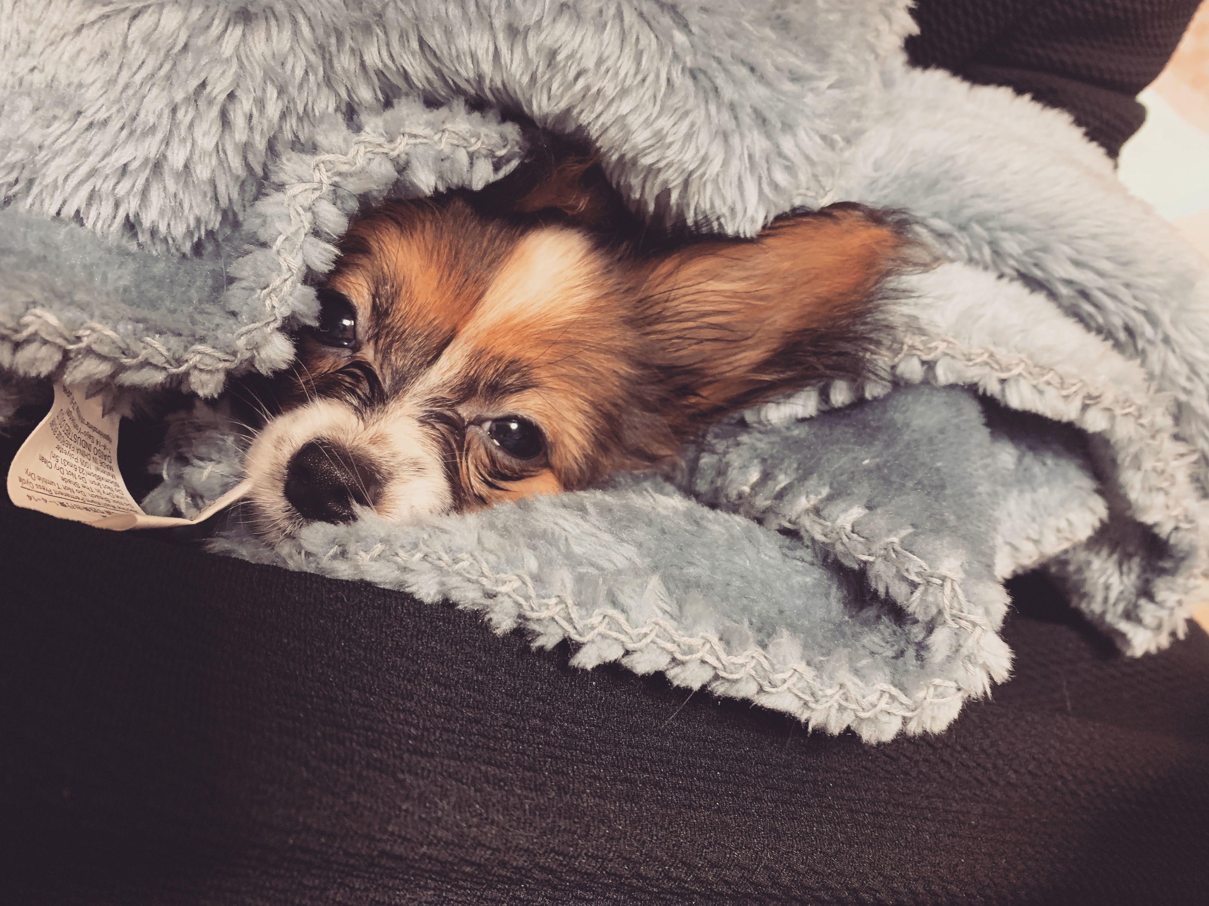 わんにゃんサイトの犬の写真