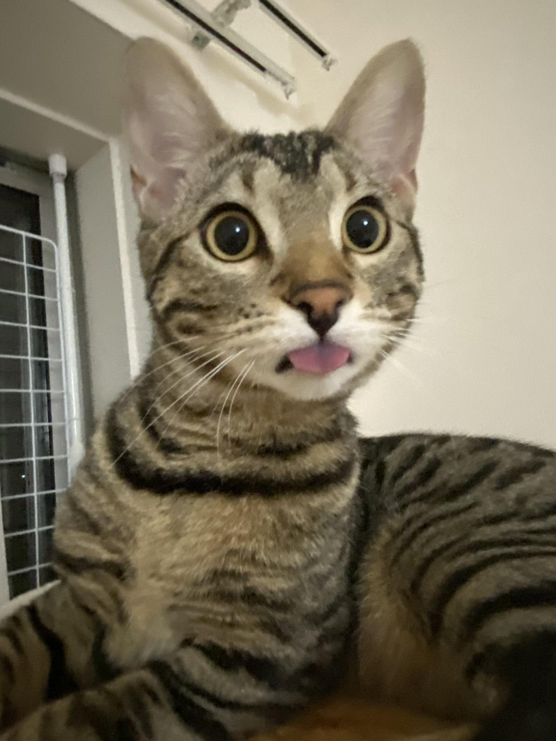 わんにゃんサイトの猫の写真