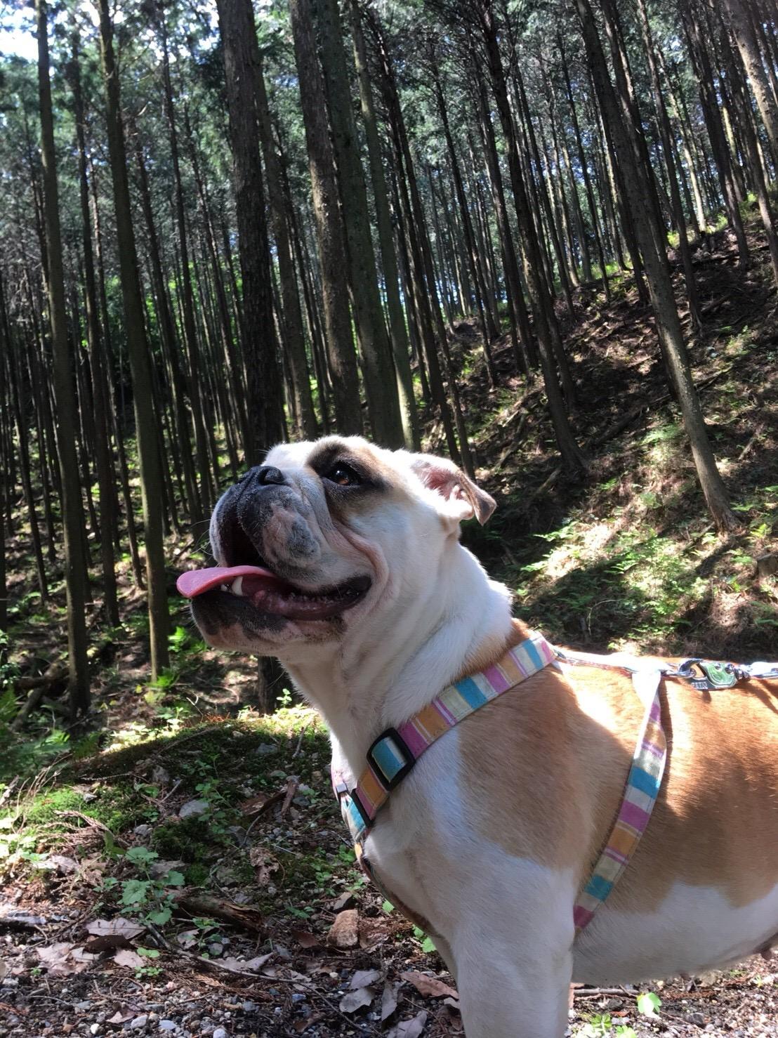 わんにゃんサイトの犬の写真