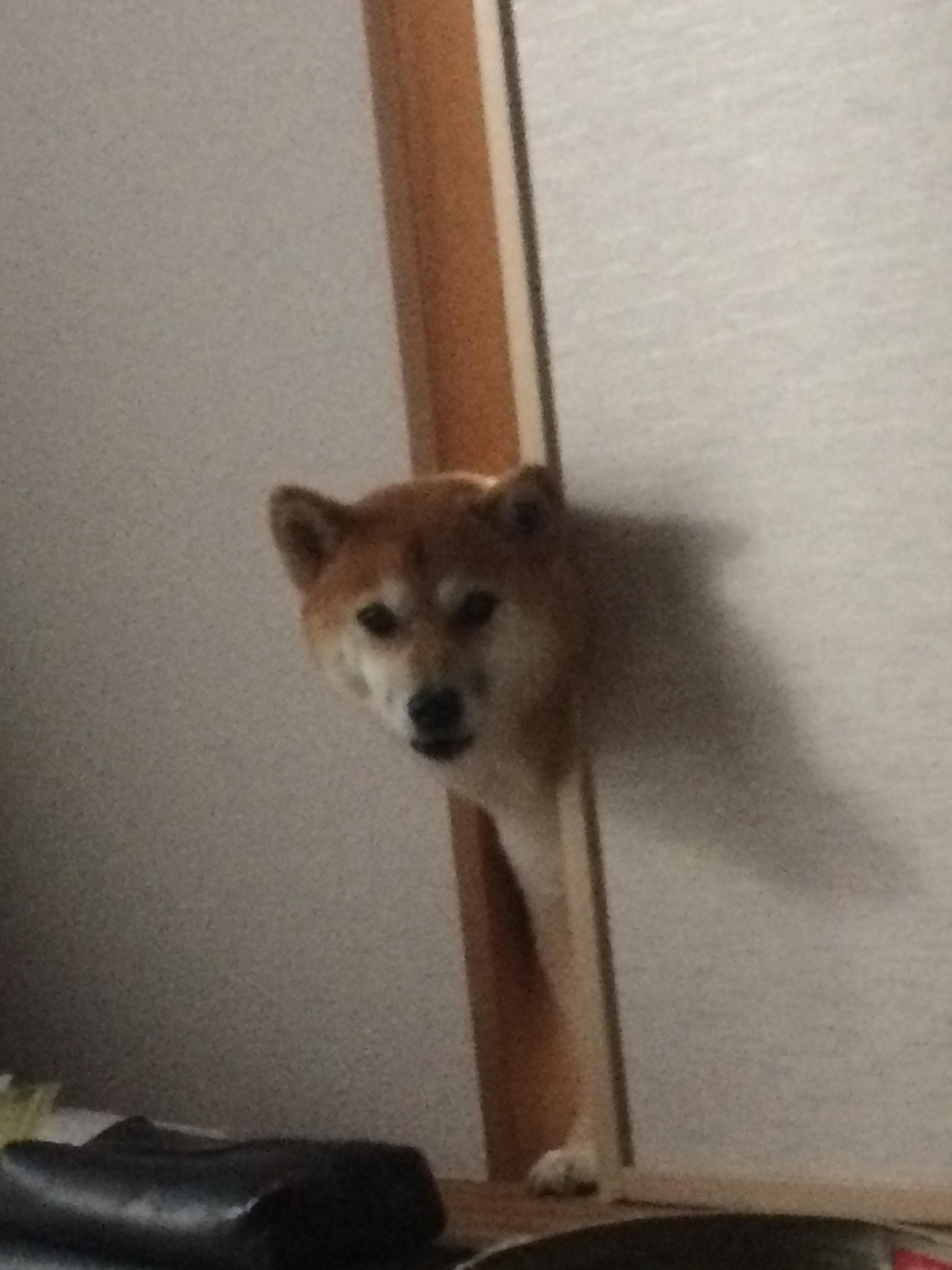 わんにゃんサイトの犬の写真