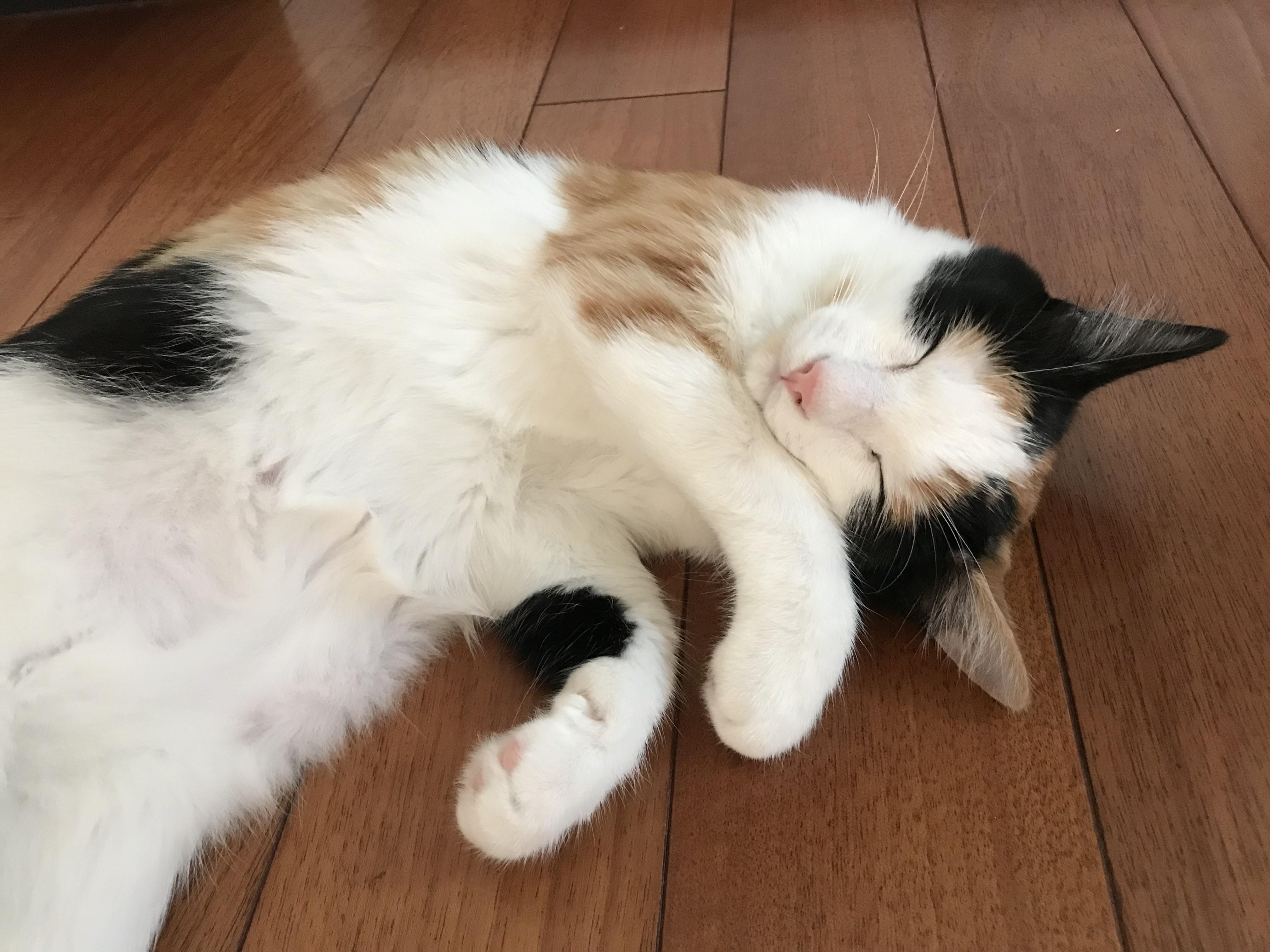 わんにゃんサイトの猫の写真