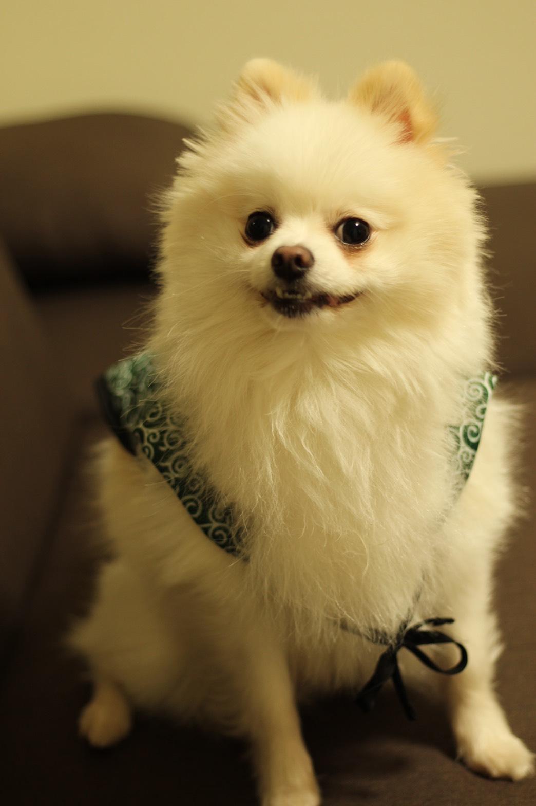 わんにゃんサイトの犬の写真