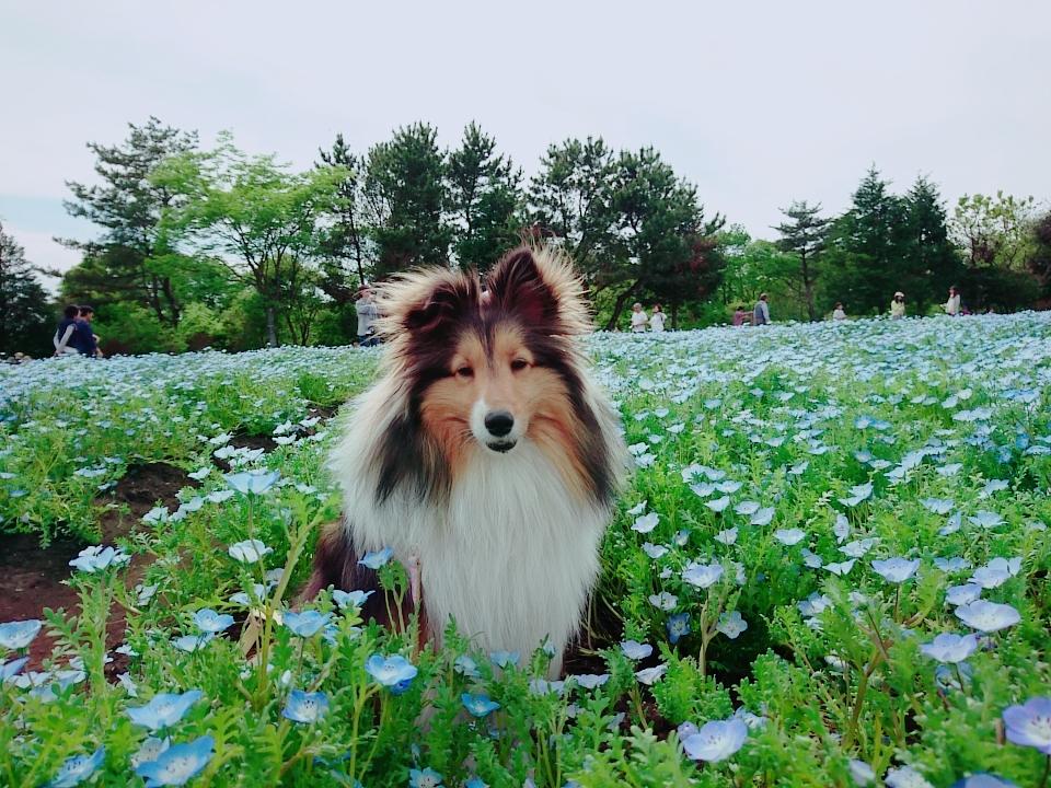 わんにゃんサイトの犬の写真