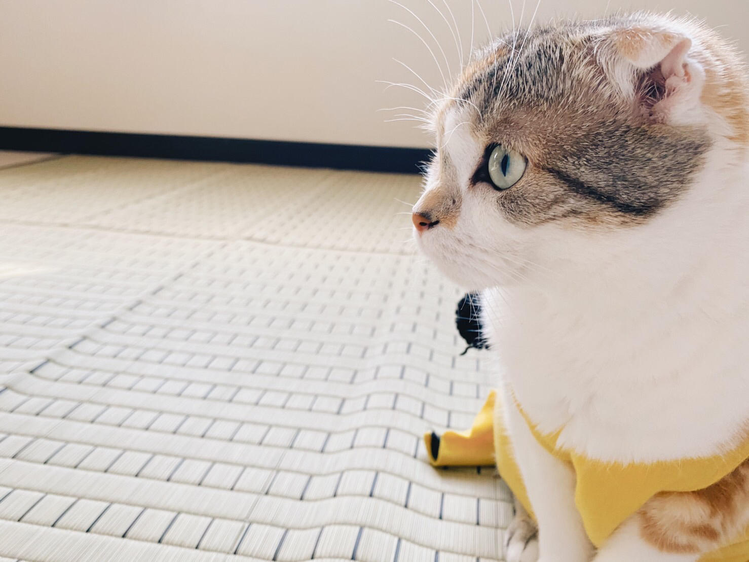 わんにゃんサイトの猫の写真