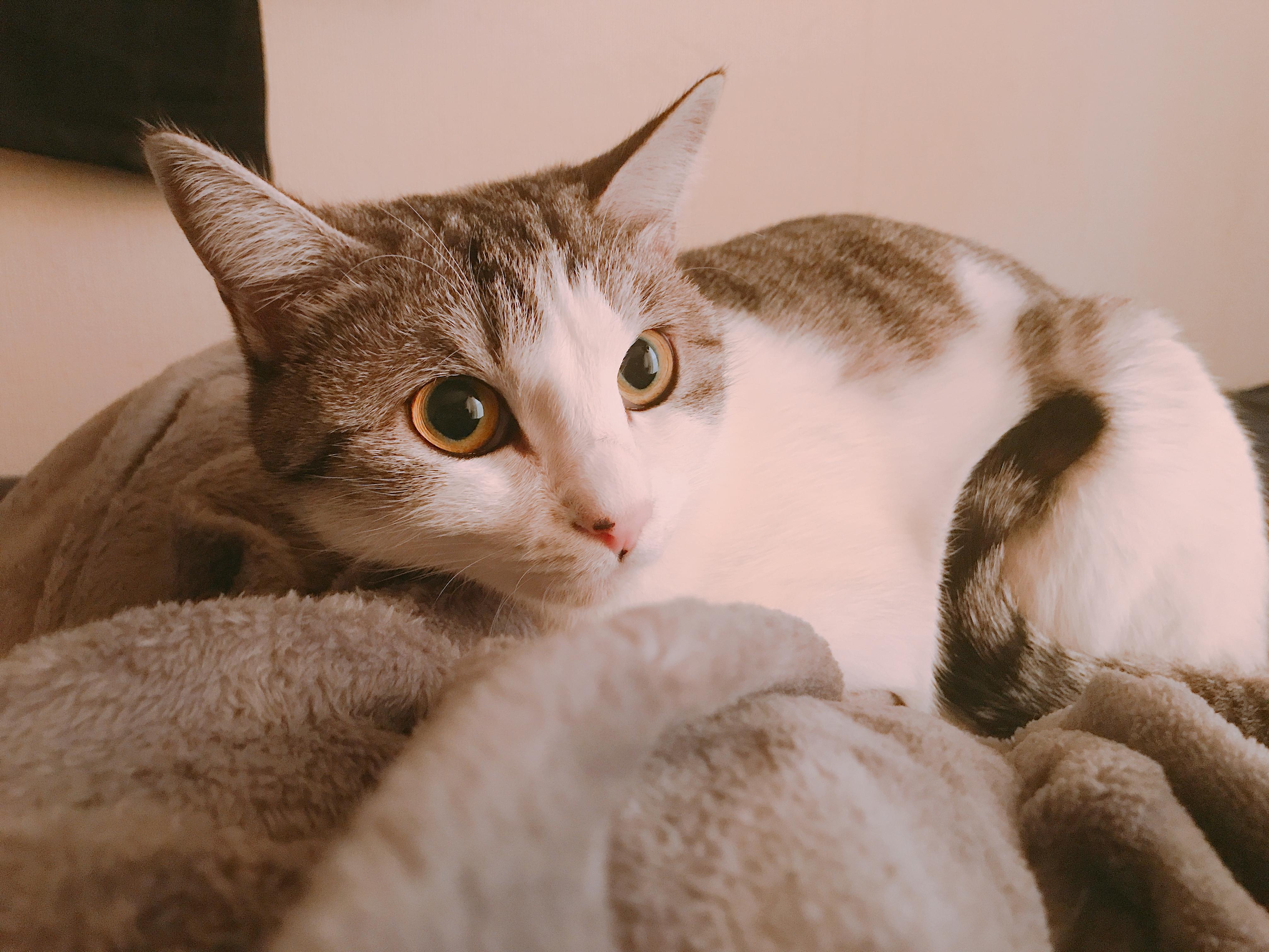 わんにゃんサイトの猫の写真