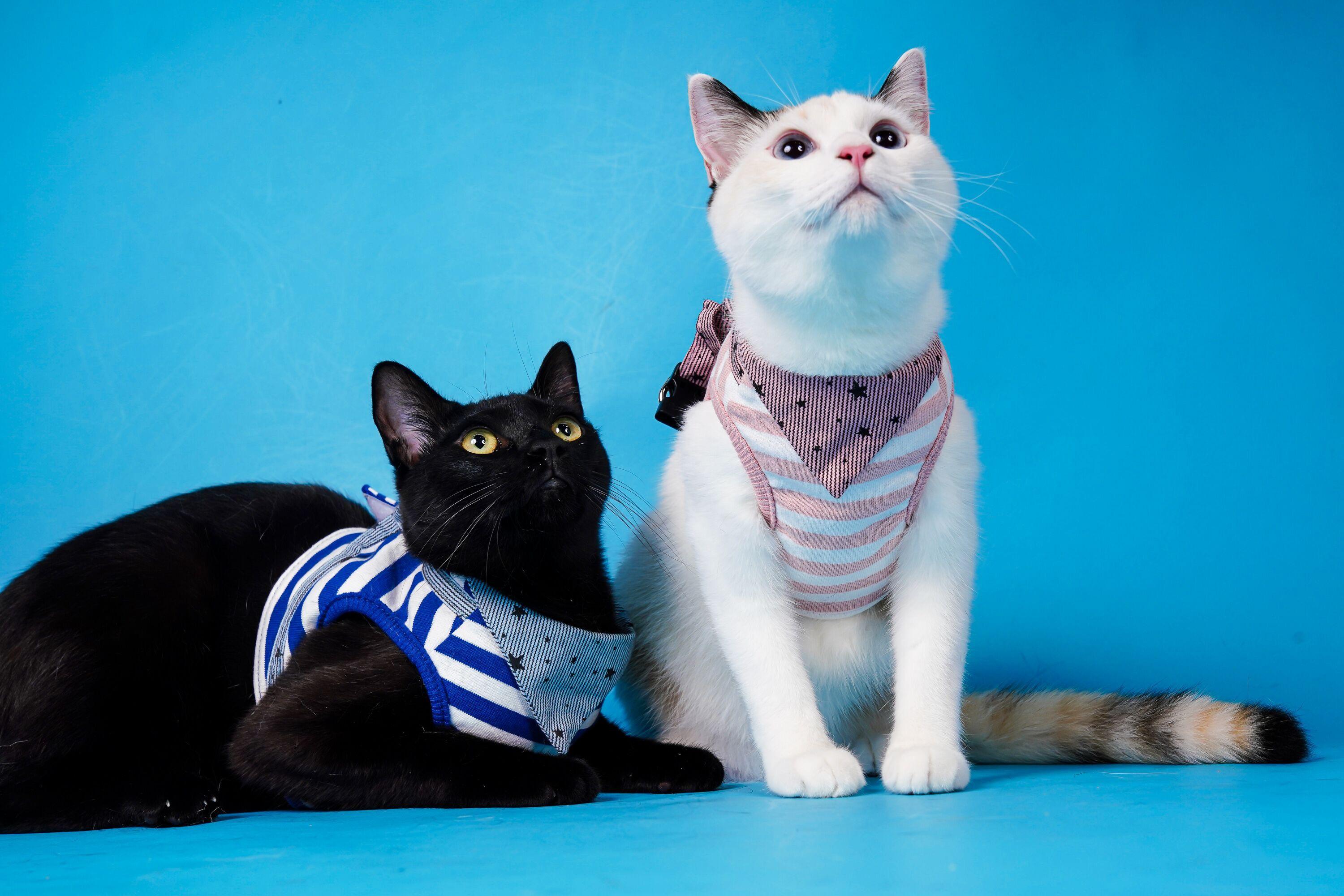 わんにゃんサイトの猫の写真