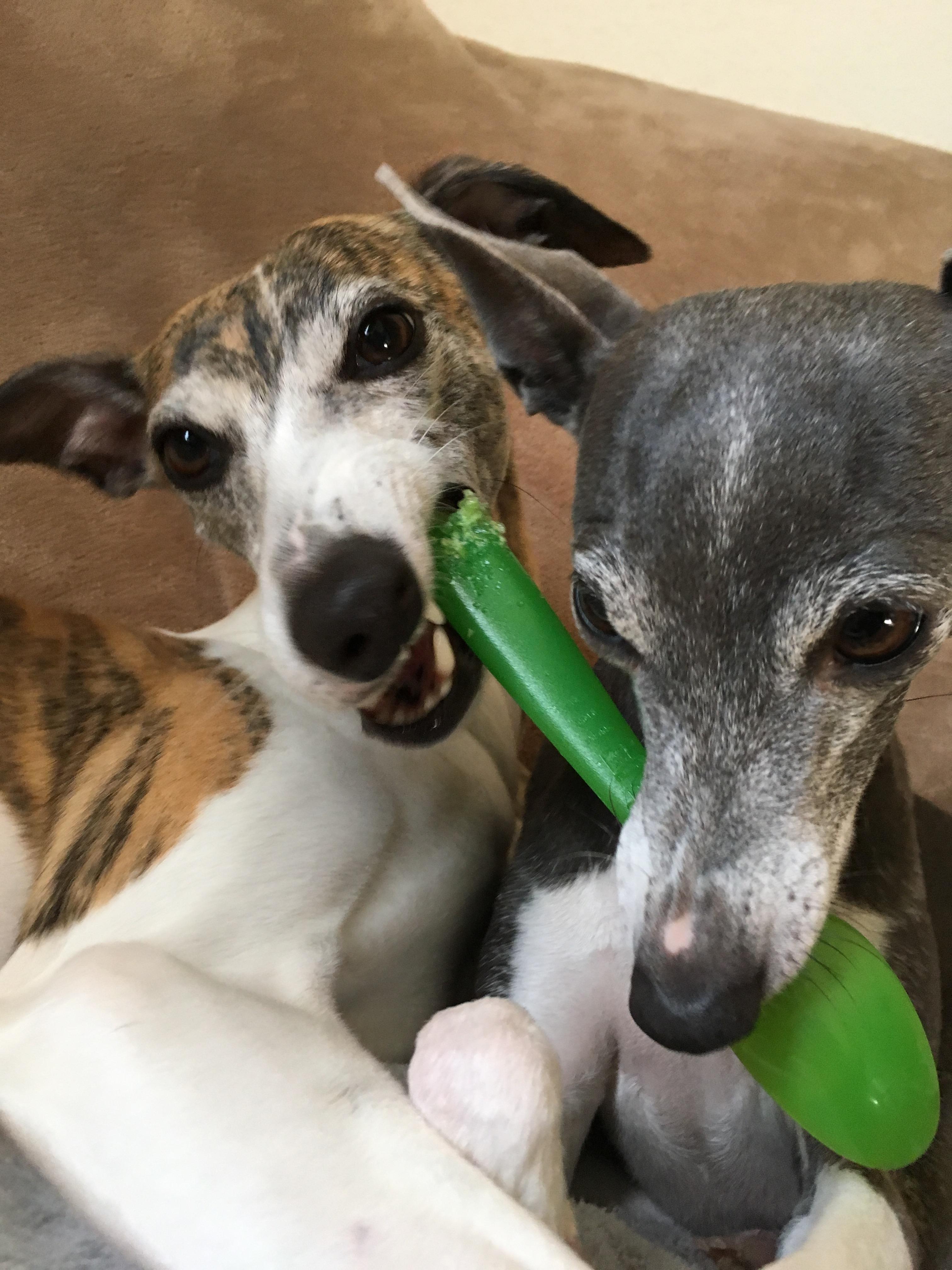 わんにゃんサイトの犬の写真