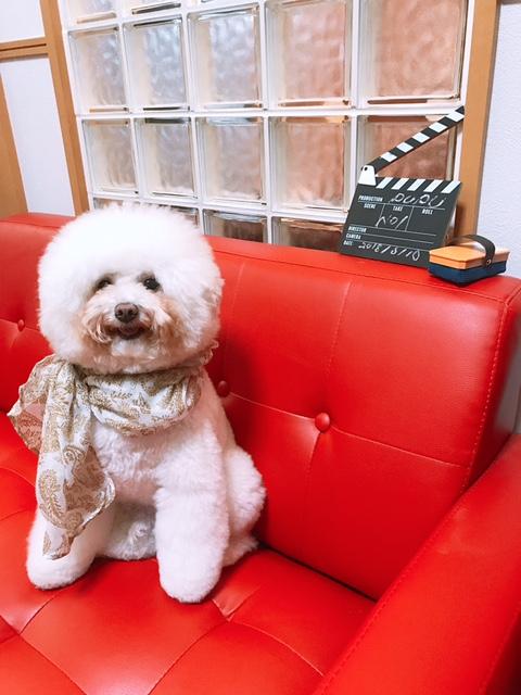 わんにゃんサイトの犬の写真