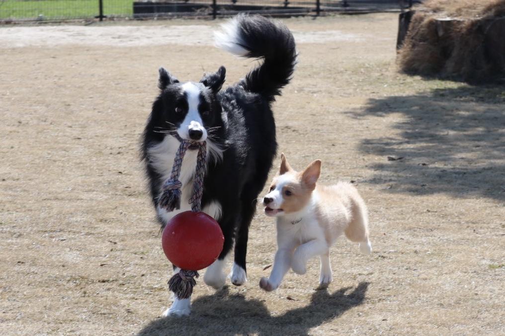 わんにゃんサイトの犬の写真