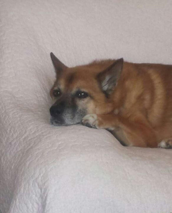 わんにゃんサイトの犬の写真