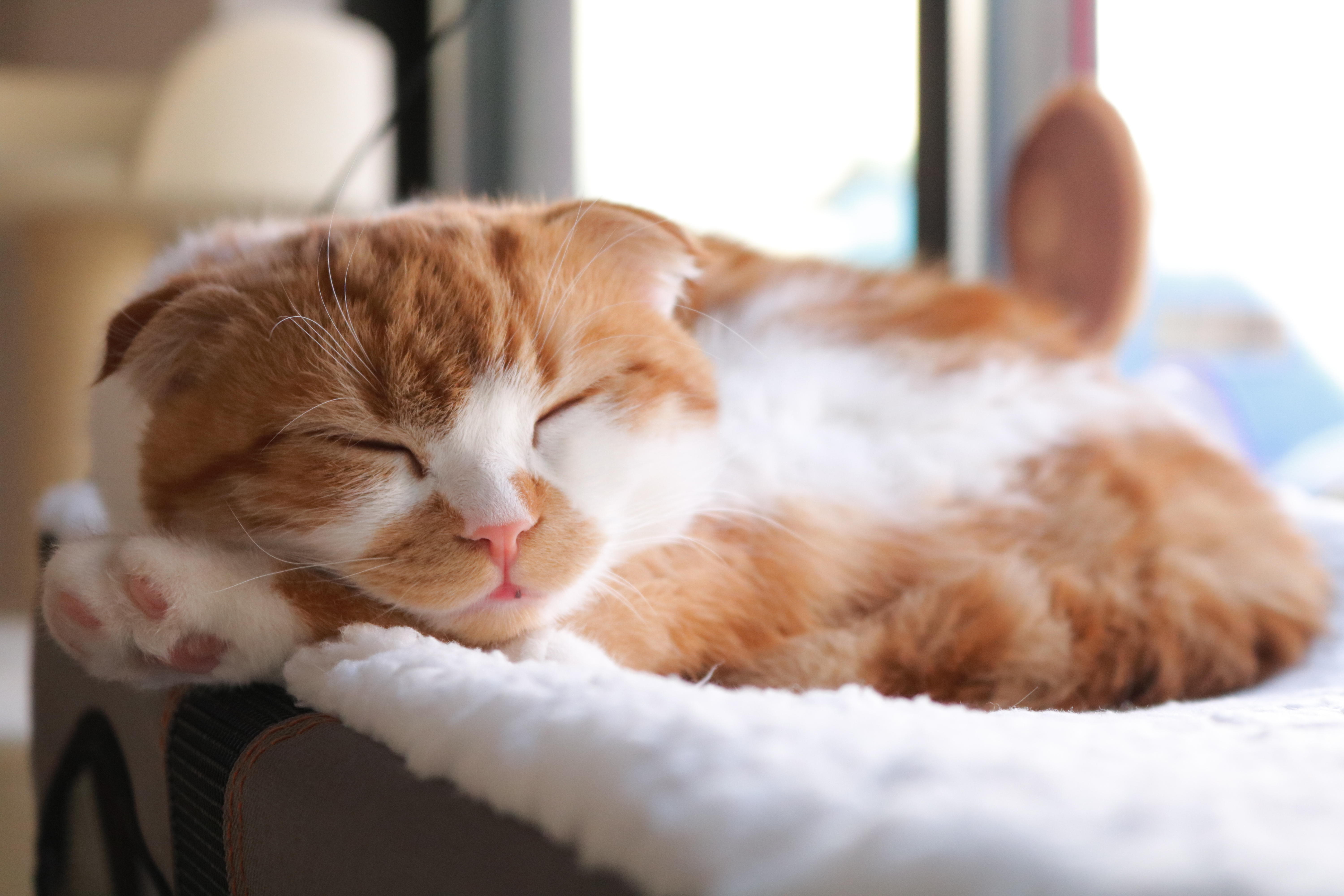 わんにゃんサイトの猫の写真