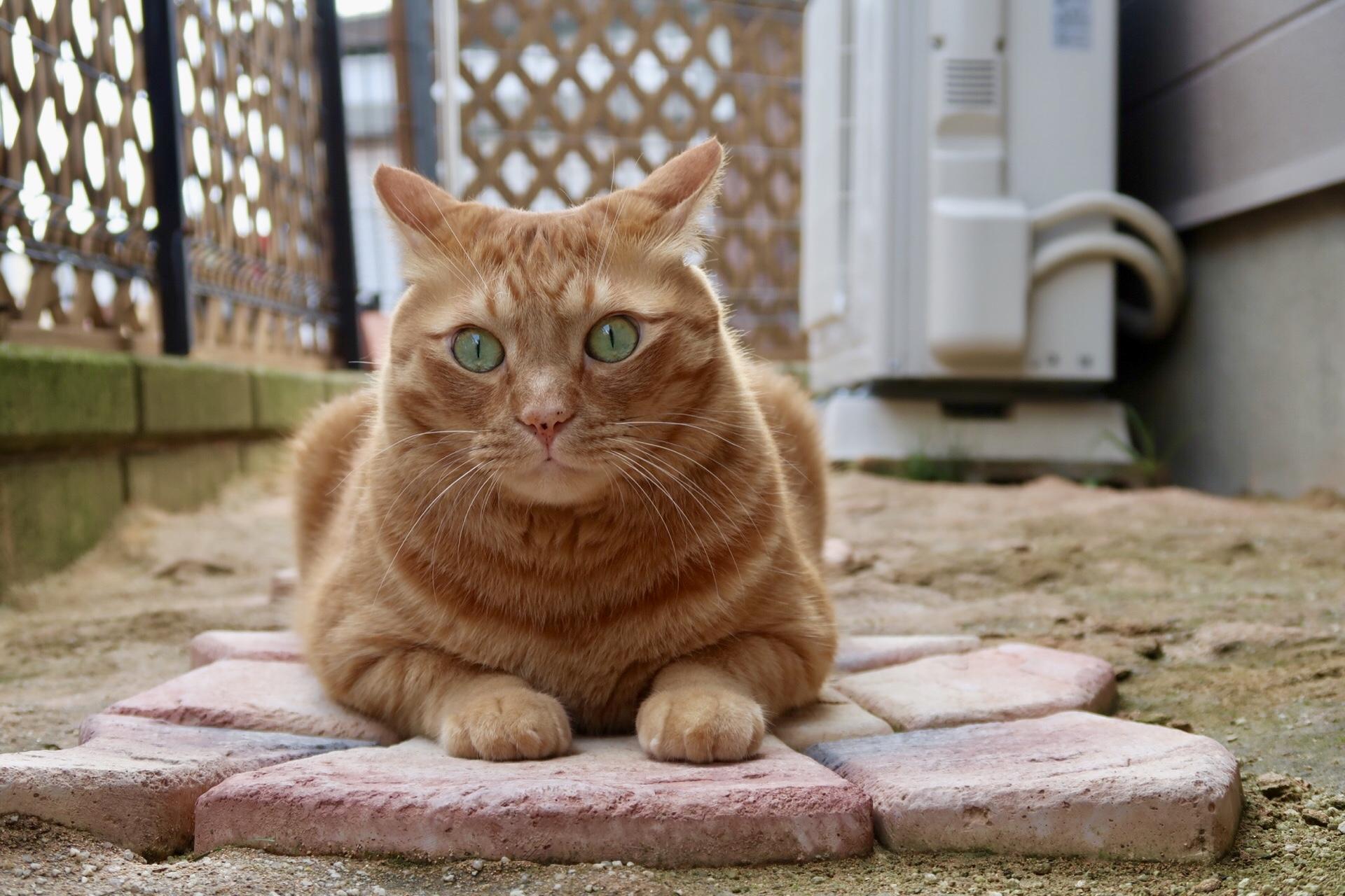 わんにゃんサイトの猫の写真