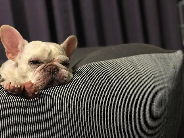 わんにゃんサイトの犬の写真