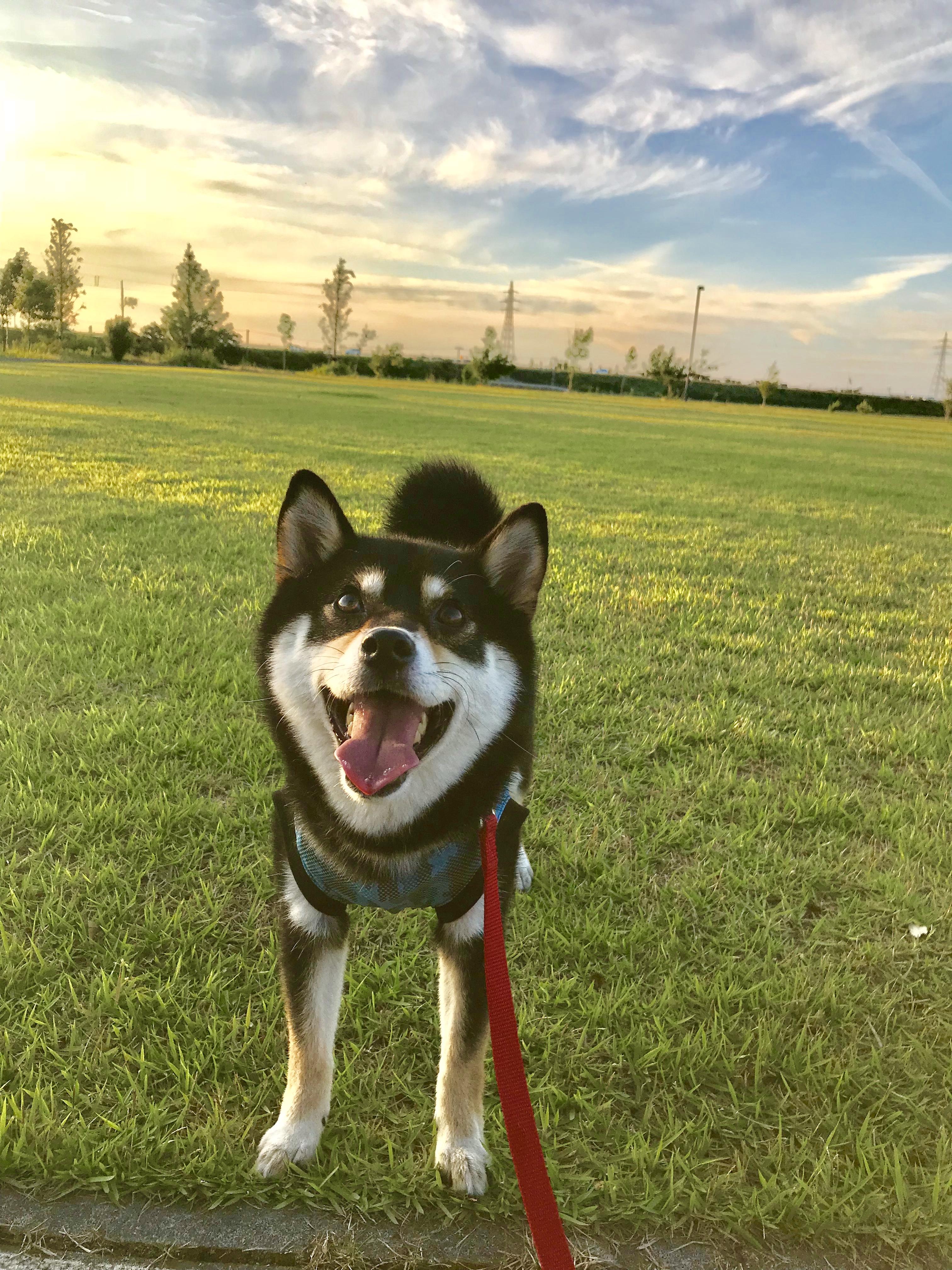 わんにゃんサイトの犬の写真