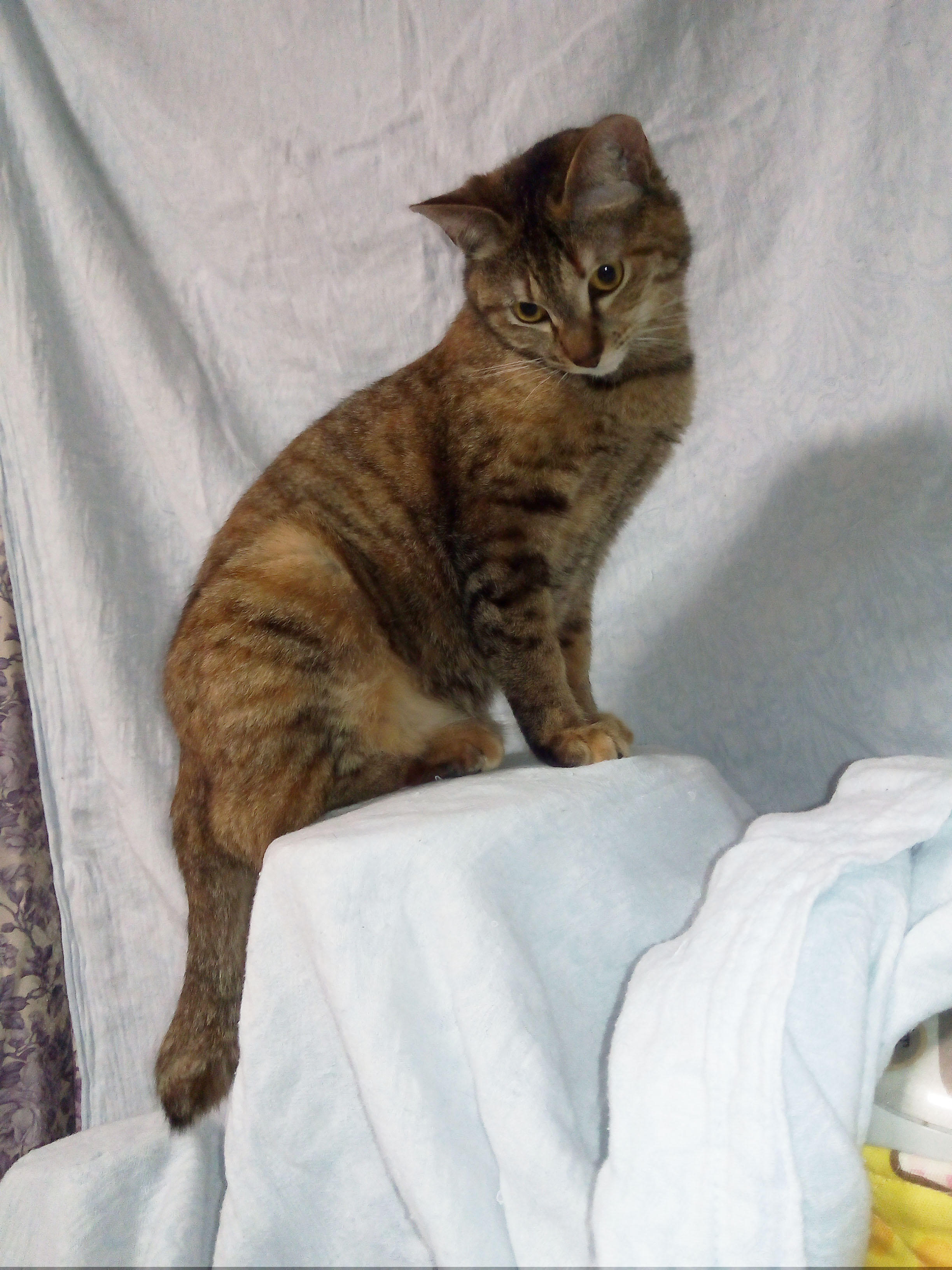 わんにゃんサイトの猫の写真