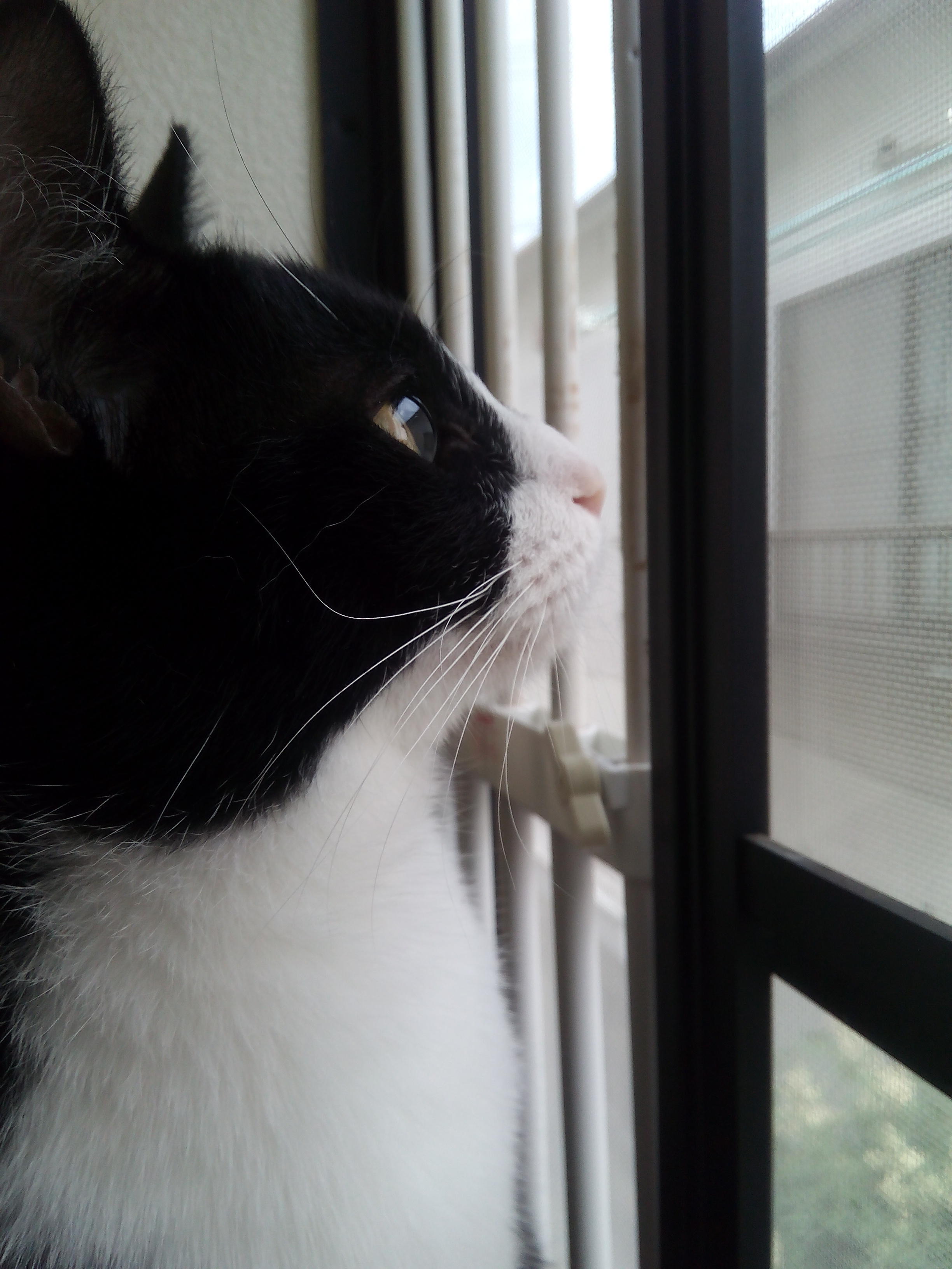 わんにゃんサイトの猫の写真