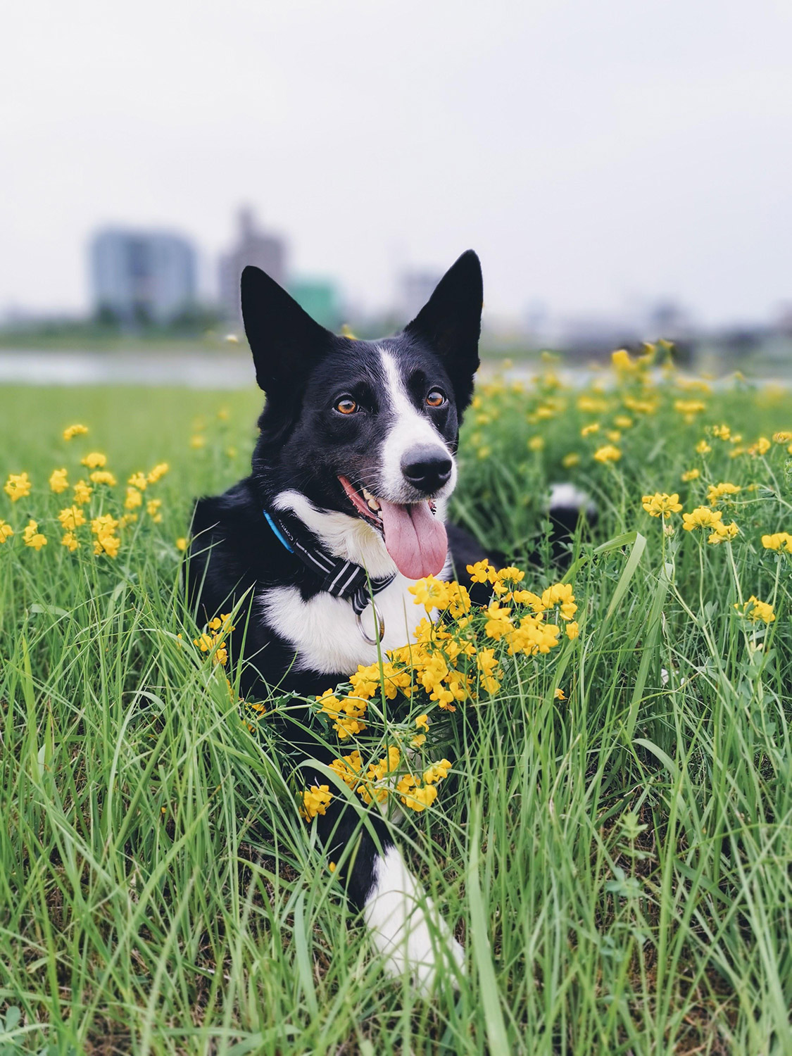 わんにゃんサイトの犬の写真