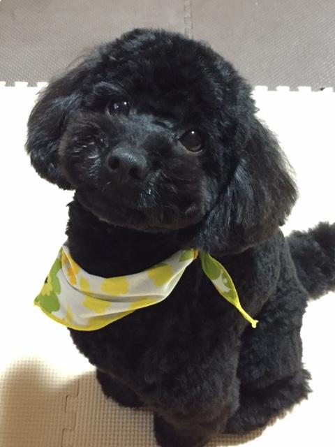 わんにゃんサイトの犬の写真