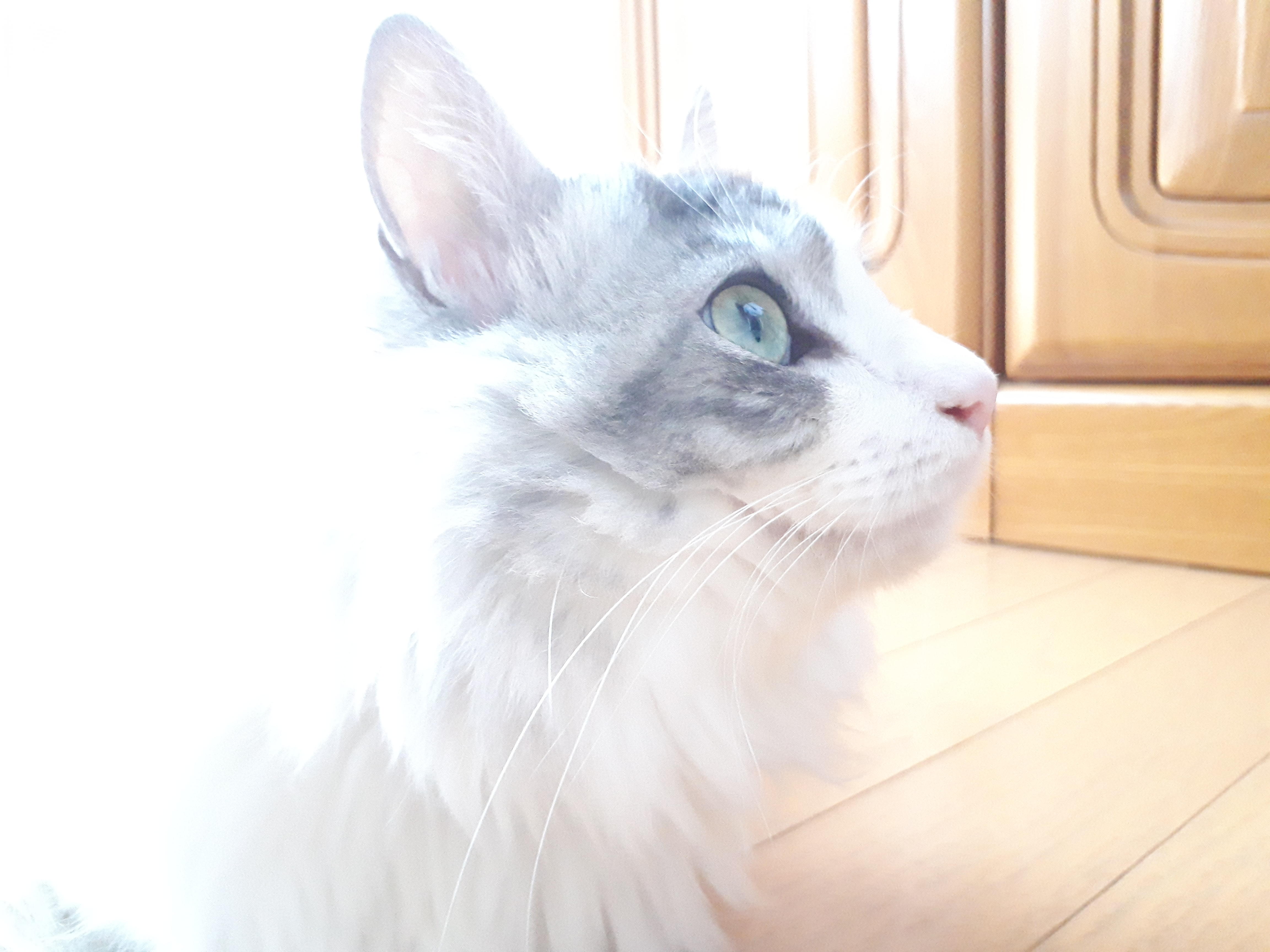 わんにゃんサイトの猫の写真