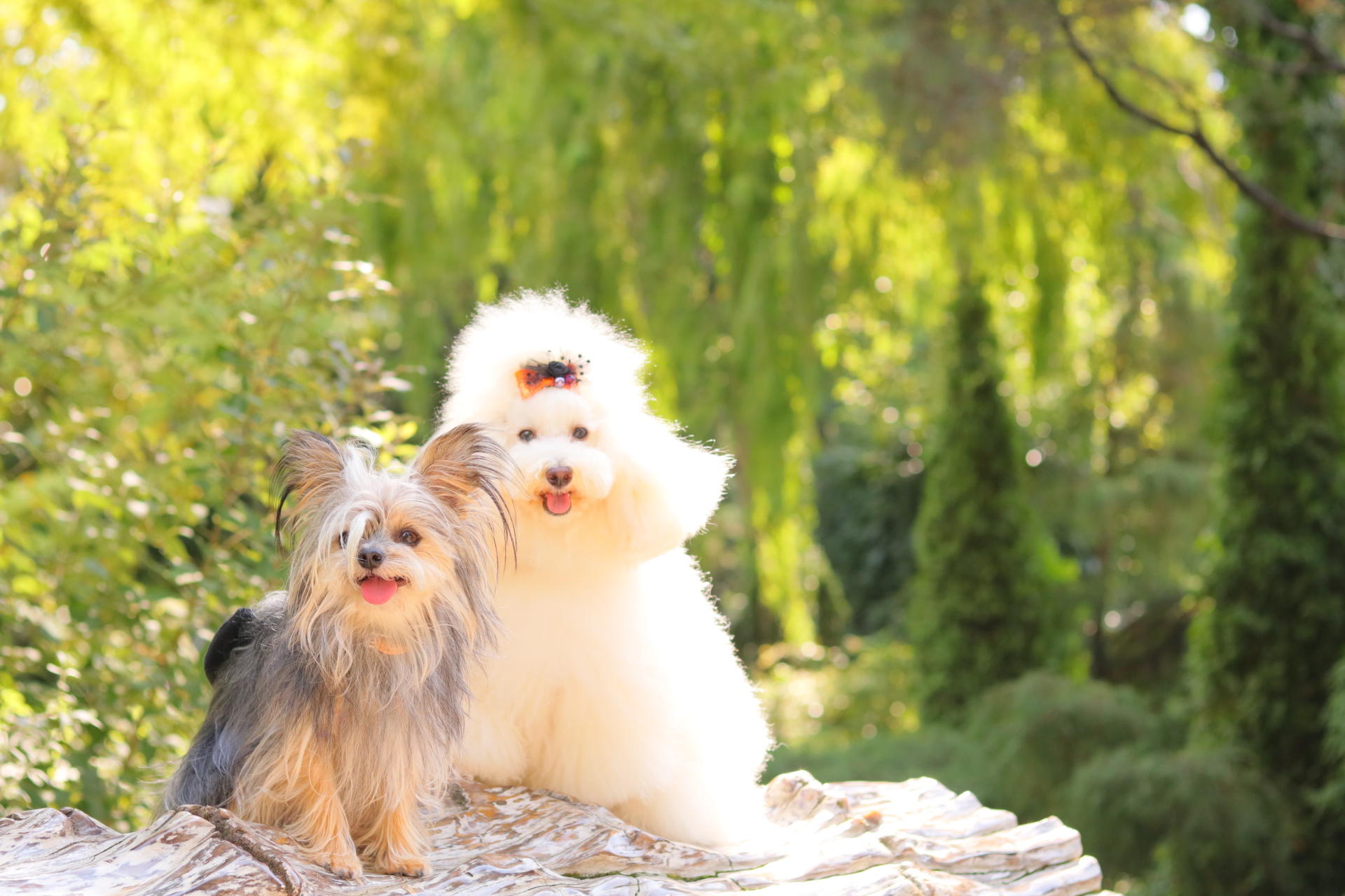 わんにゃんサイトの犬の写真