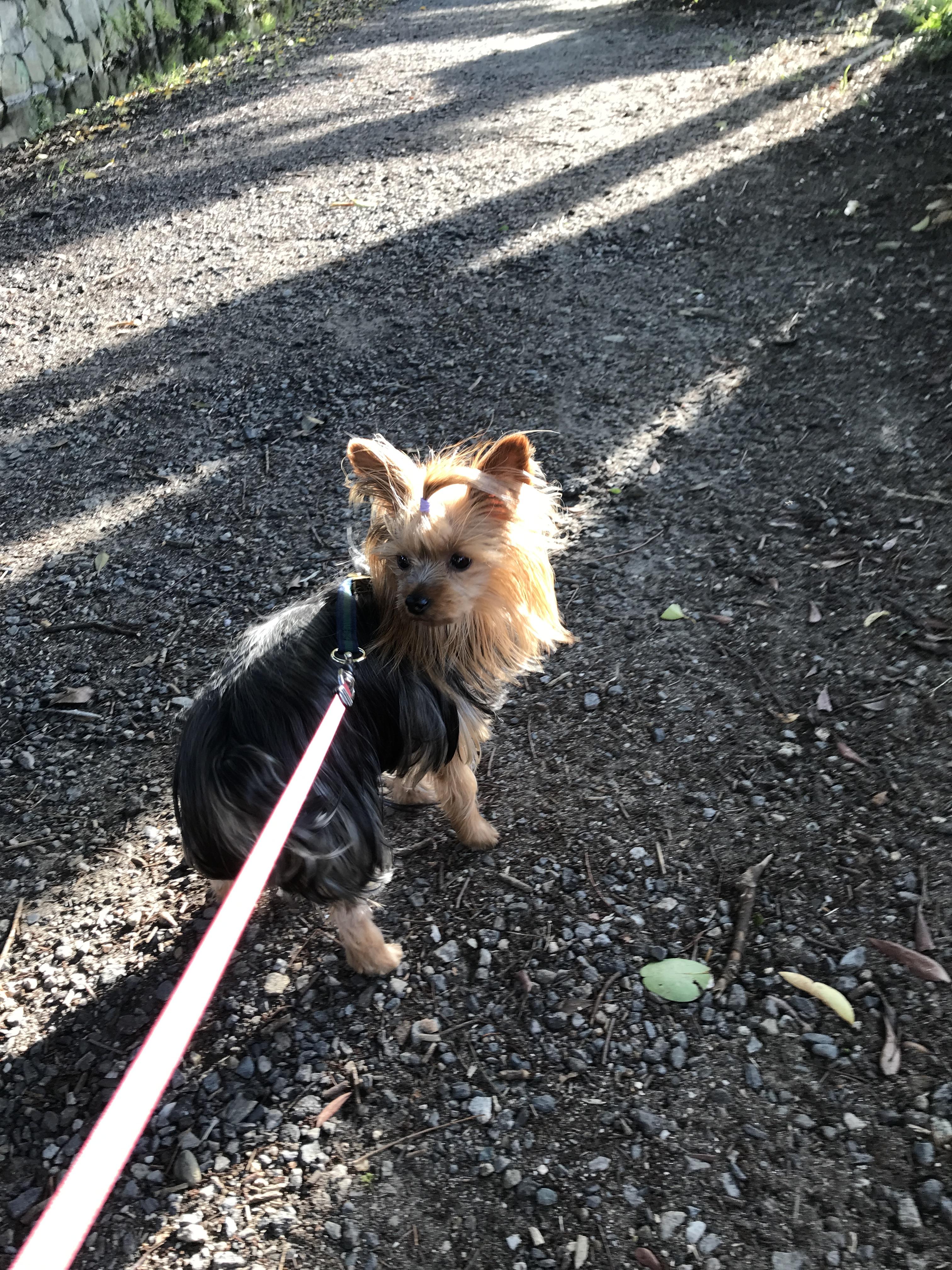 わんにゃんサイトの犬の写真