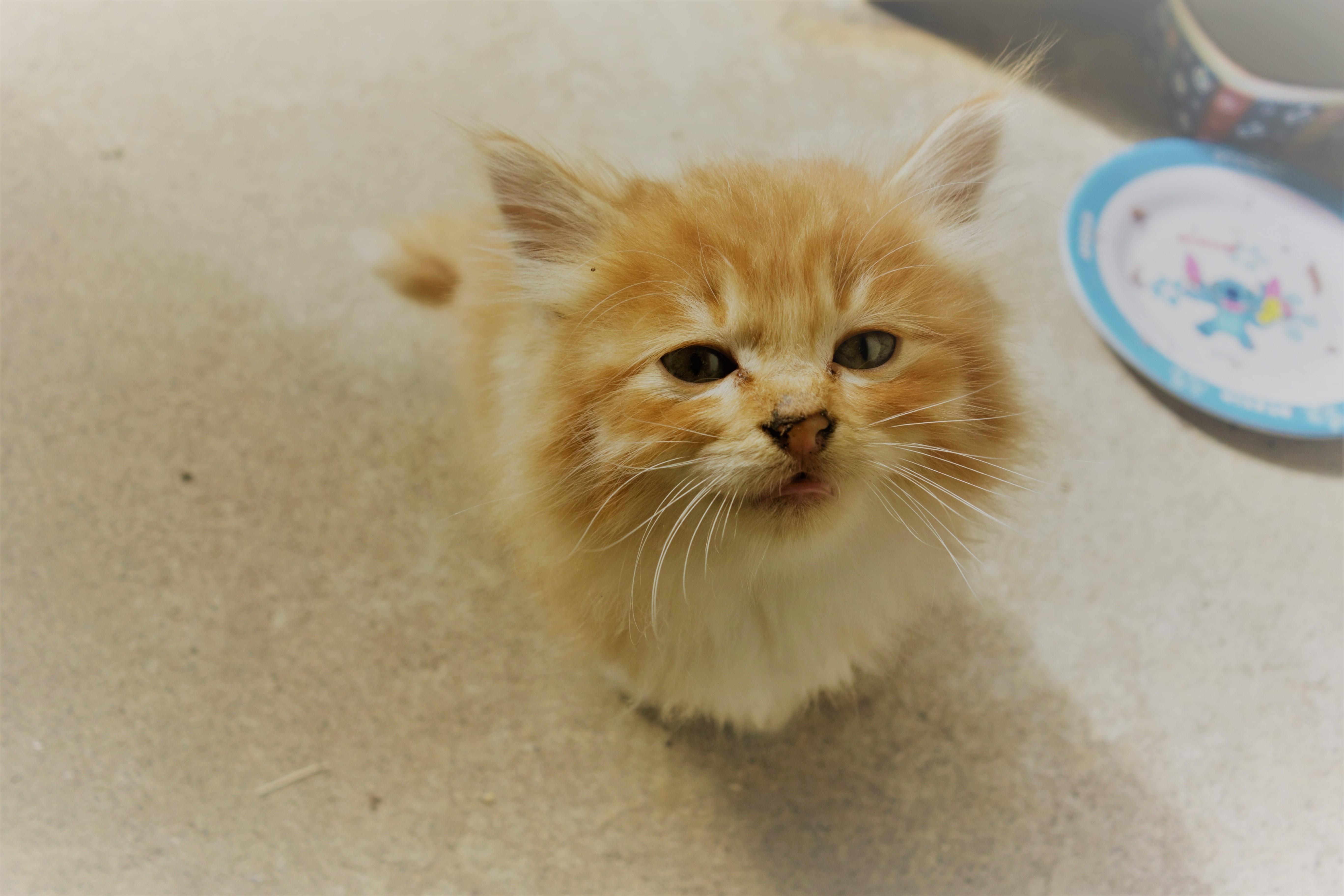 わんにゃんサイトの猫の写真