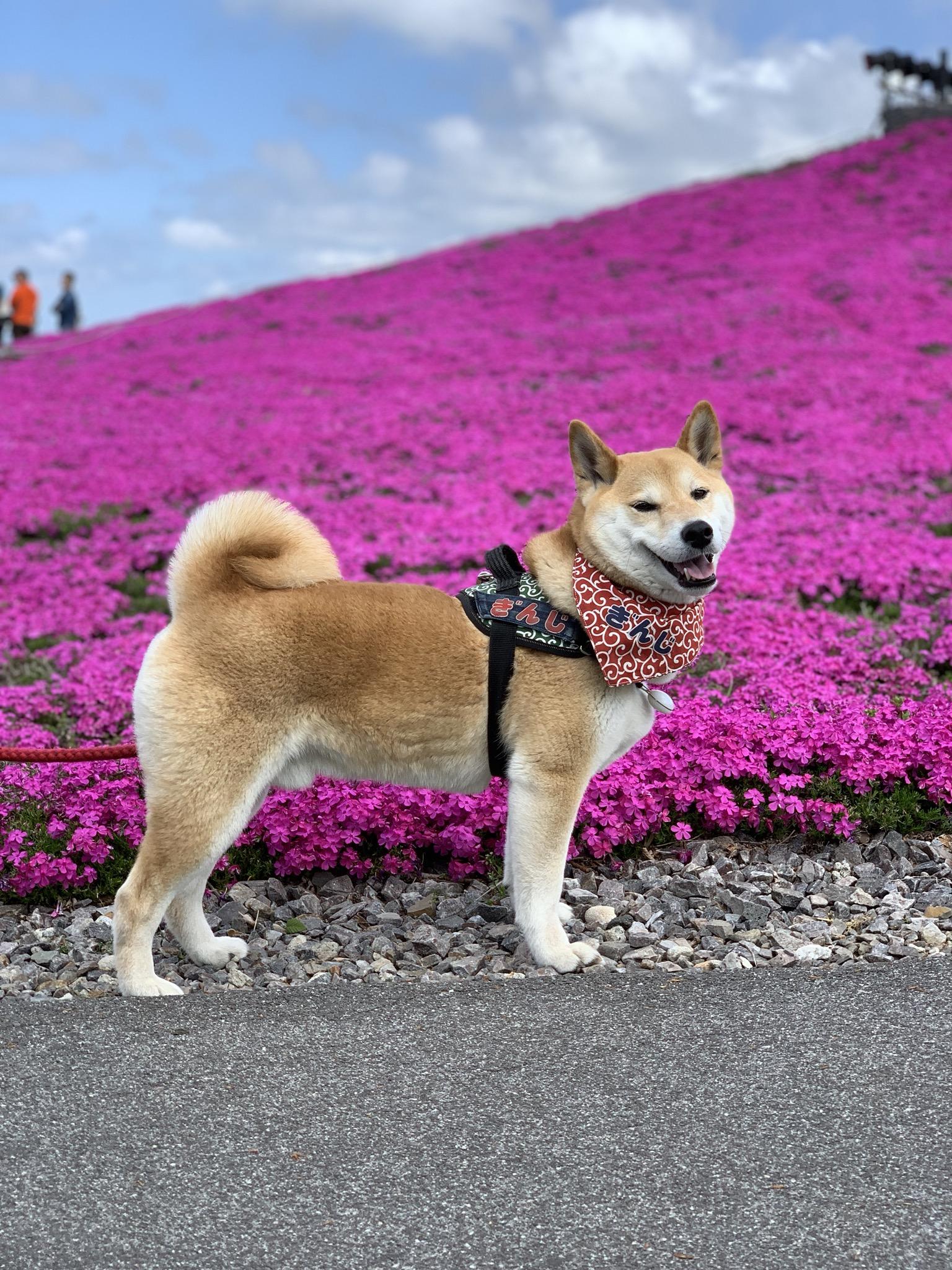 わんにゃんサイトの犬の写真