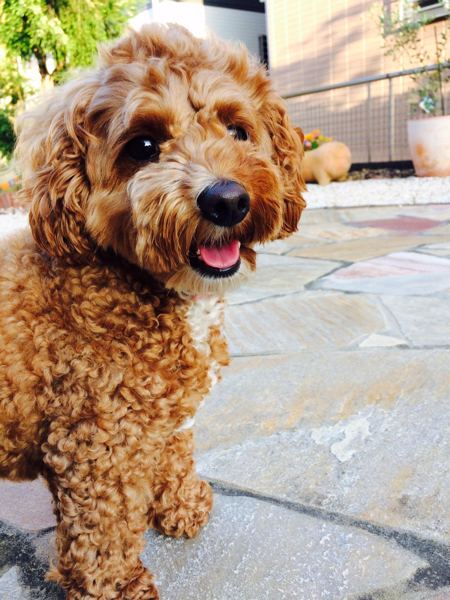 わんにゃんサイトの犬の写真