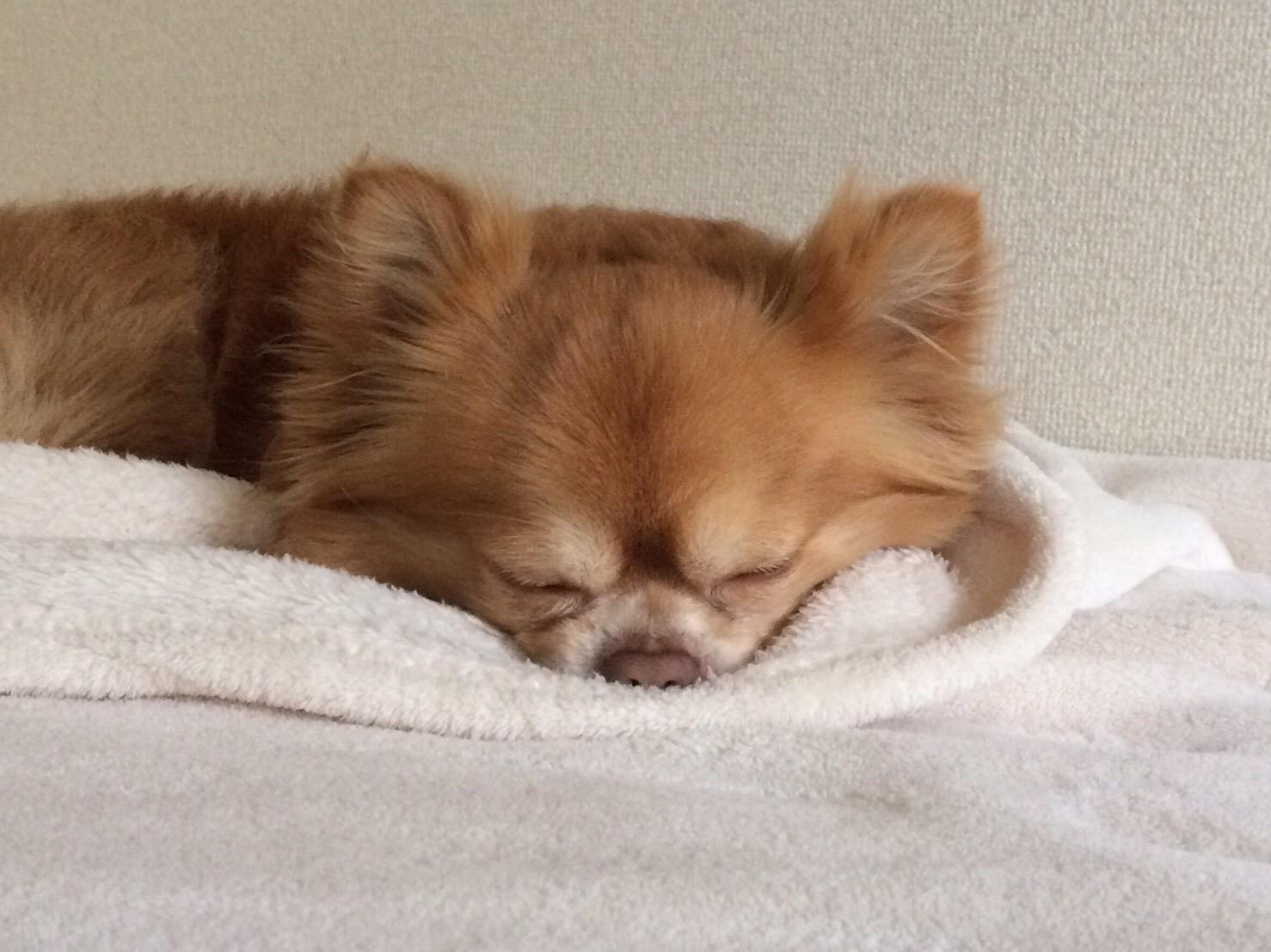 わんにゃんサイトの犬の写真